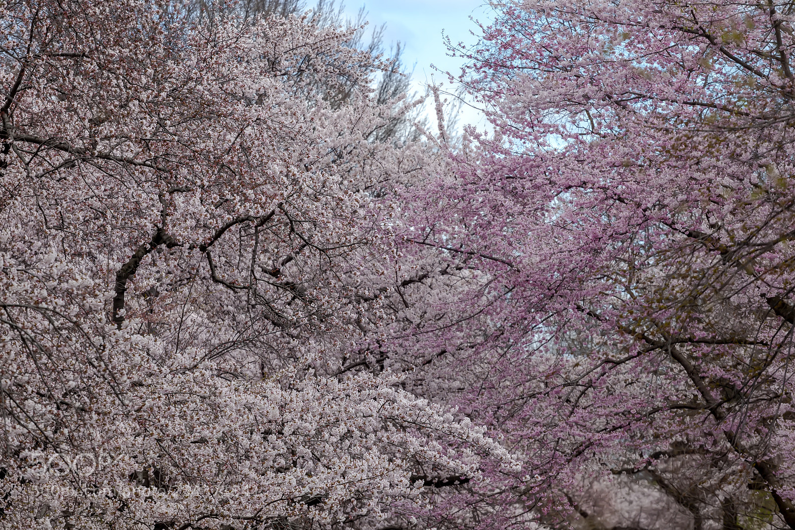 Canon EOS 5D Mark II sample photo. Cherry blossoms photography