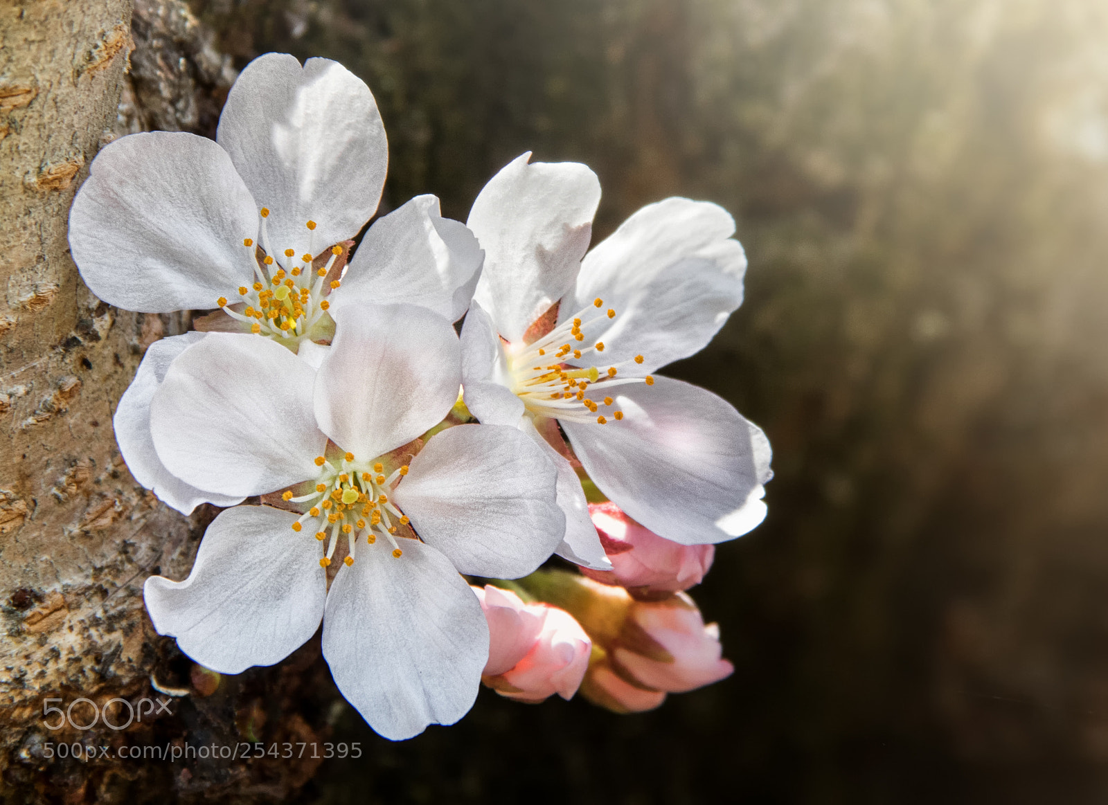 Canon EOS 800D (EOS Rebel T7i / EOS Kiss X9i) sample photo. Yoshika cherry blossoms iii photography