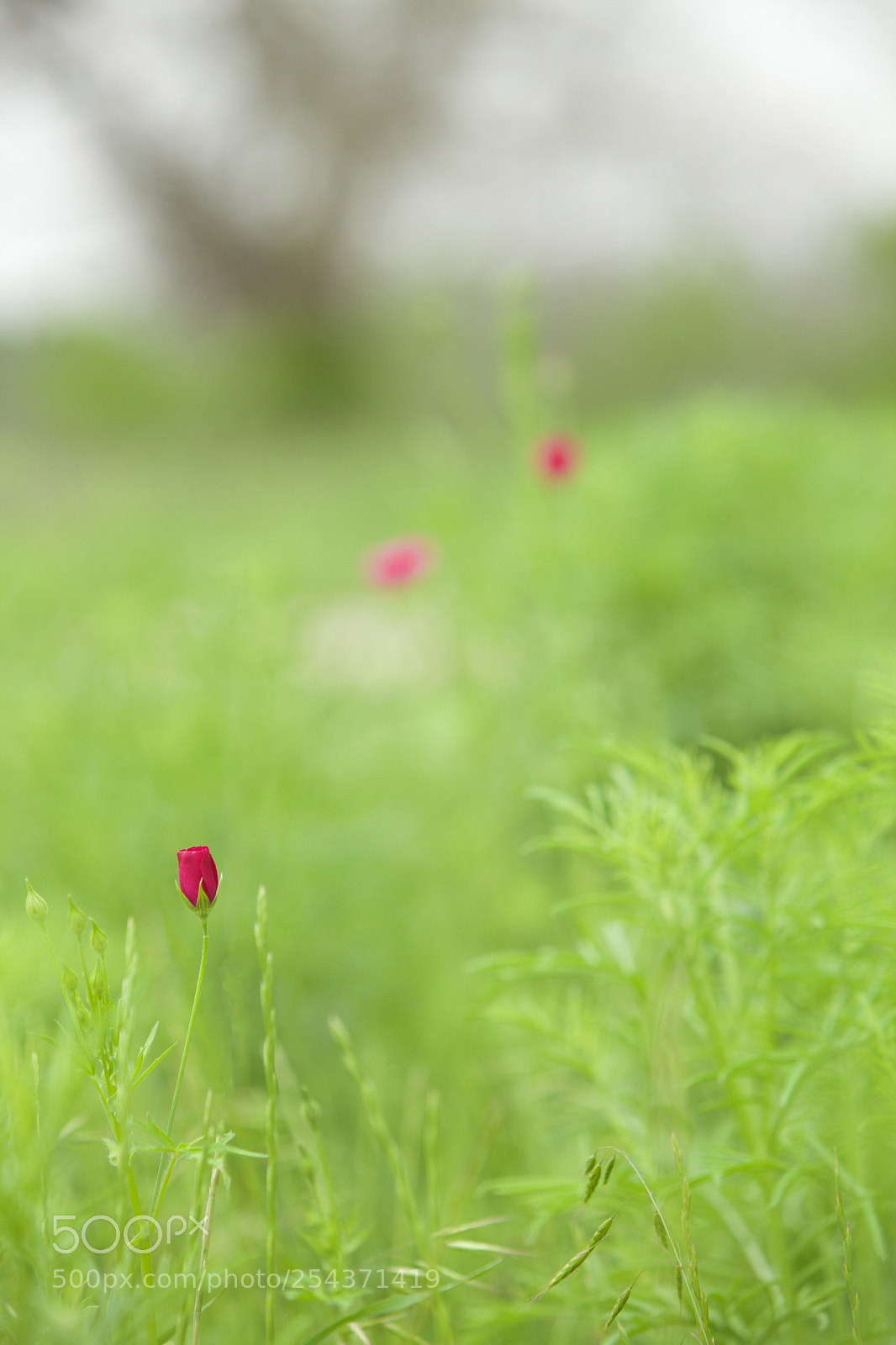 Canon EOS 5D Mark II sample photo. A heart lies broken photography