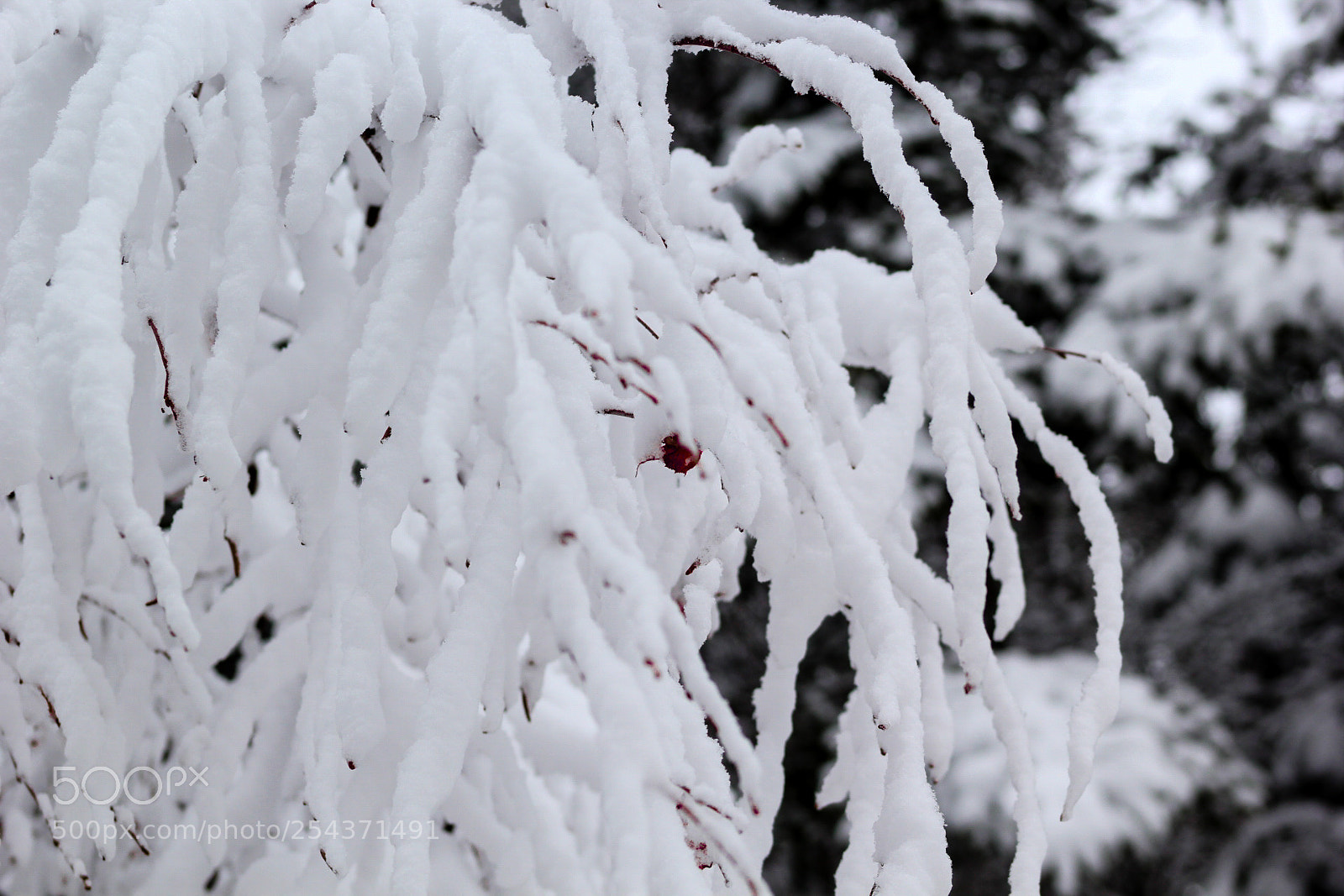 Canon EOS 60D sample photo. Snow berry photography
