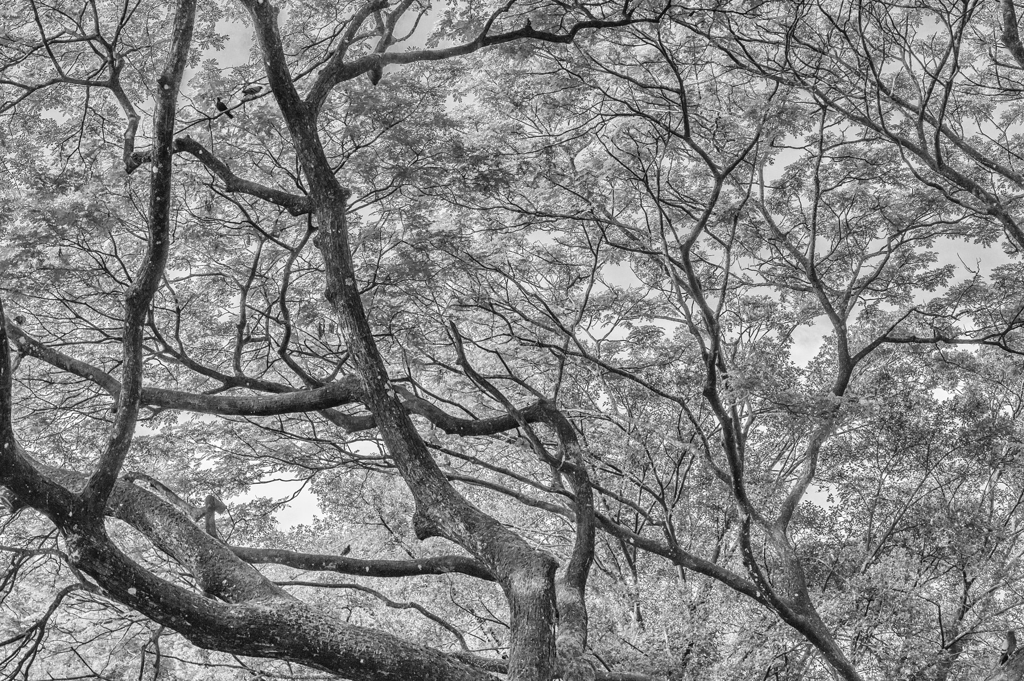 Sony Alpha DSLR-A550 sample photo. Branches of life photography