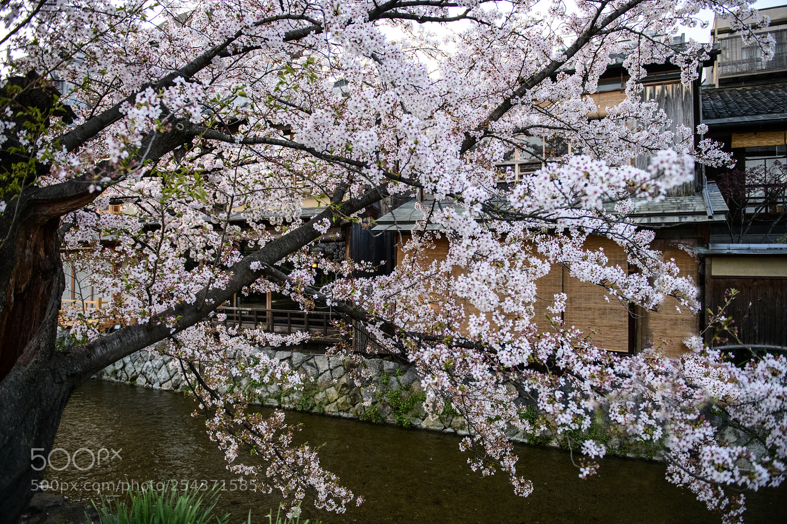 Nikon D850 sample photo. Gion kyoto (祇園, ぎおん) 京都 photography