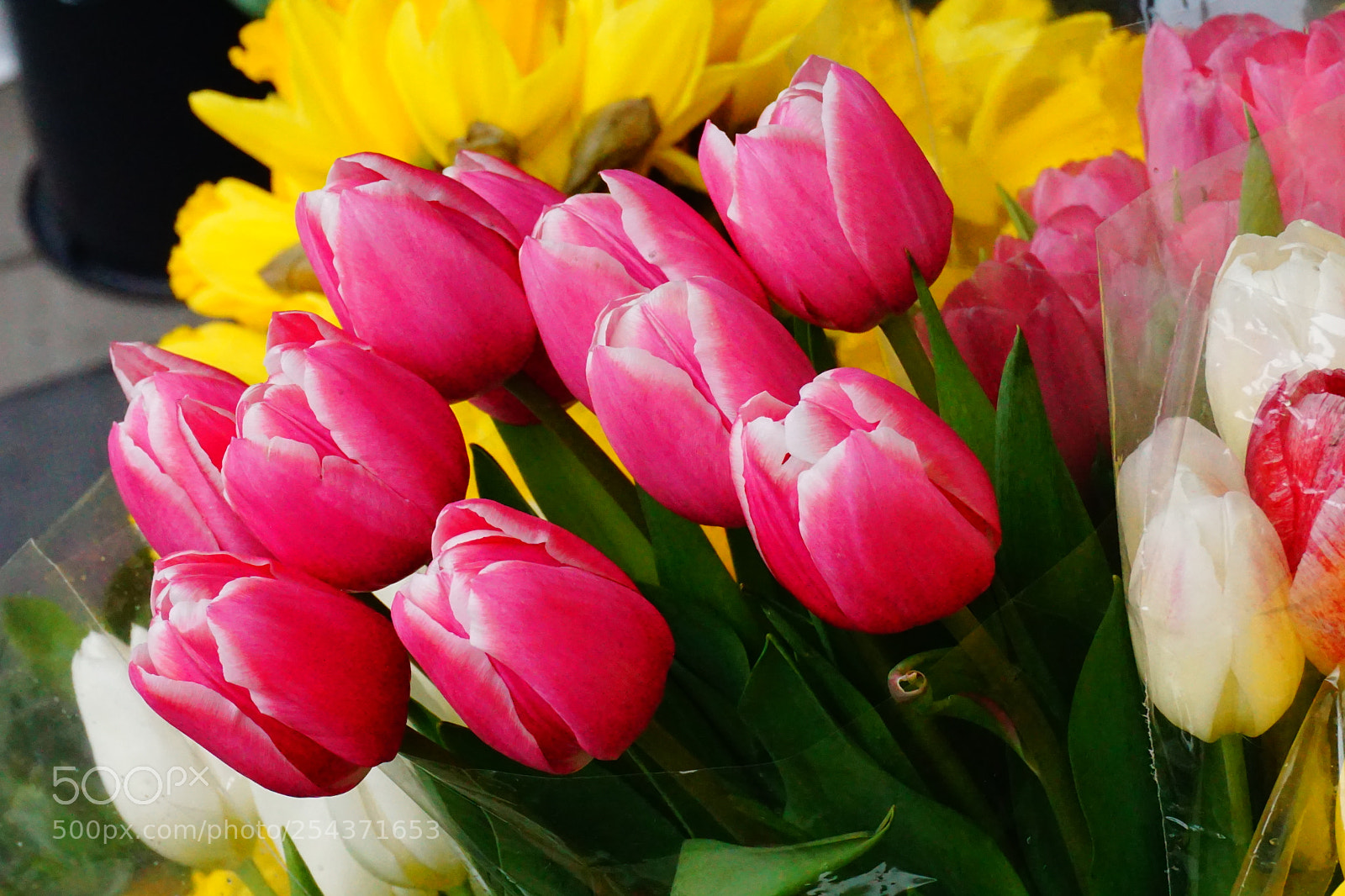 Sony a6000 sample photo. Flower photography