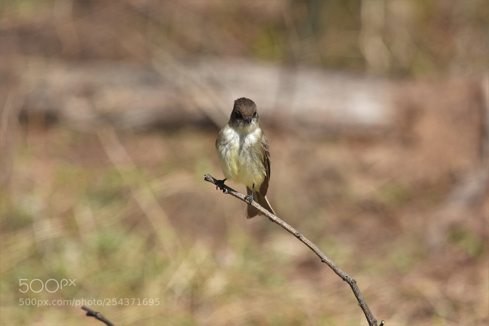 Nikon D7200 sample photo. Tiny bird photography
