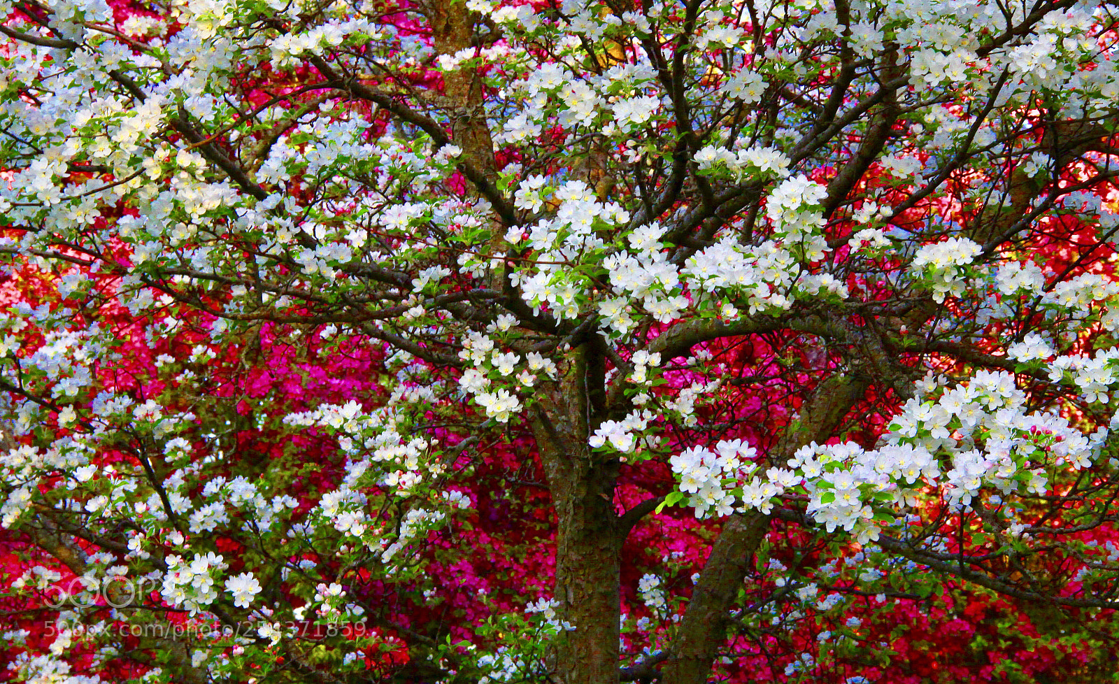 Canon EOS 50D sample photo. Colorful photography