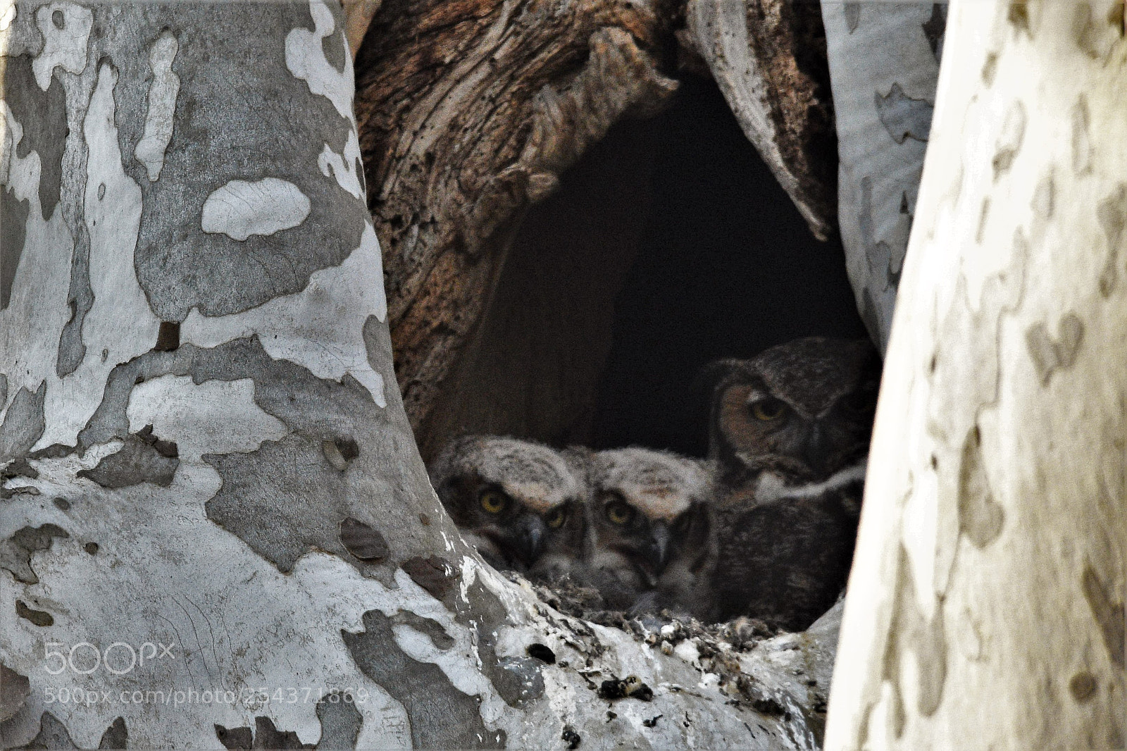 Nikon D7200 sample photo. Owls photography