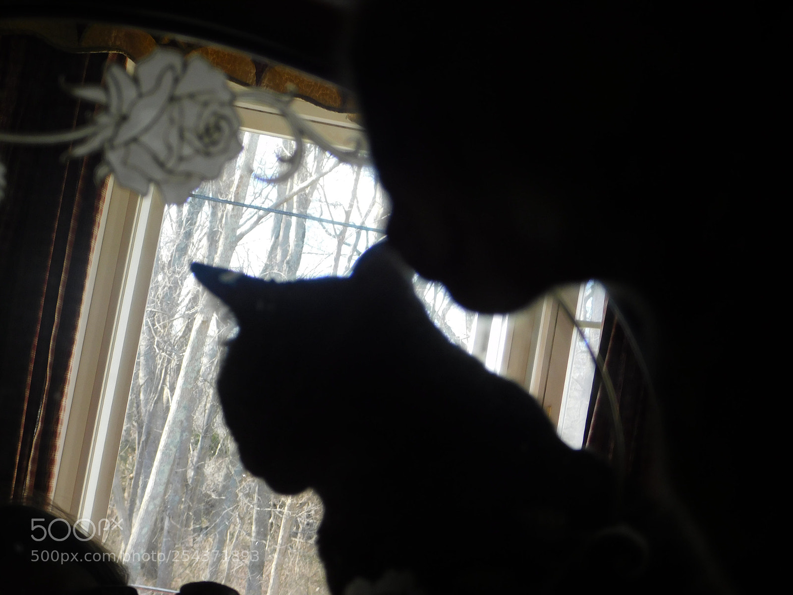 Nikon Coolpix B500 sample photo. Untitled photography