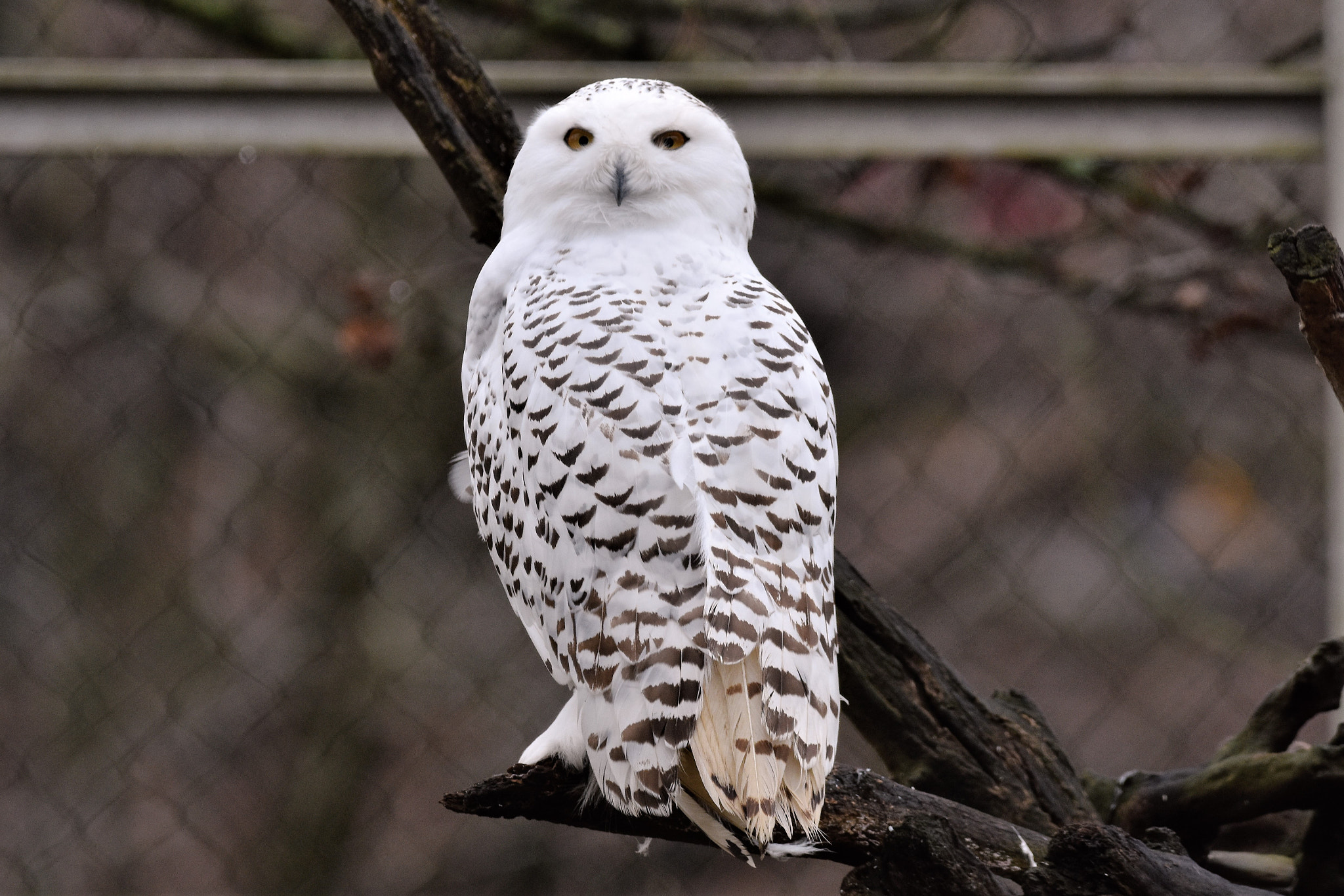 Sigma 150-600mm F5-6.3 DG OS HSM | C sample photo. Owl photography