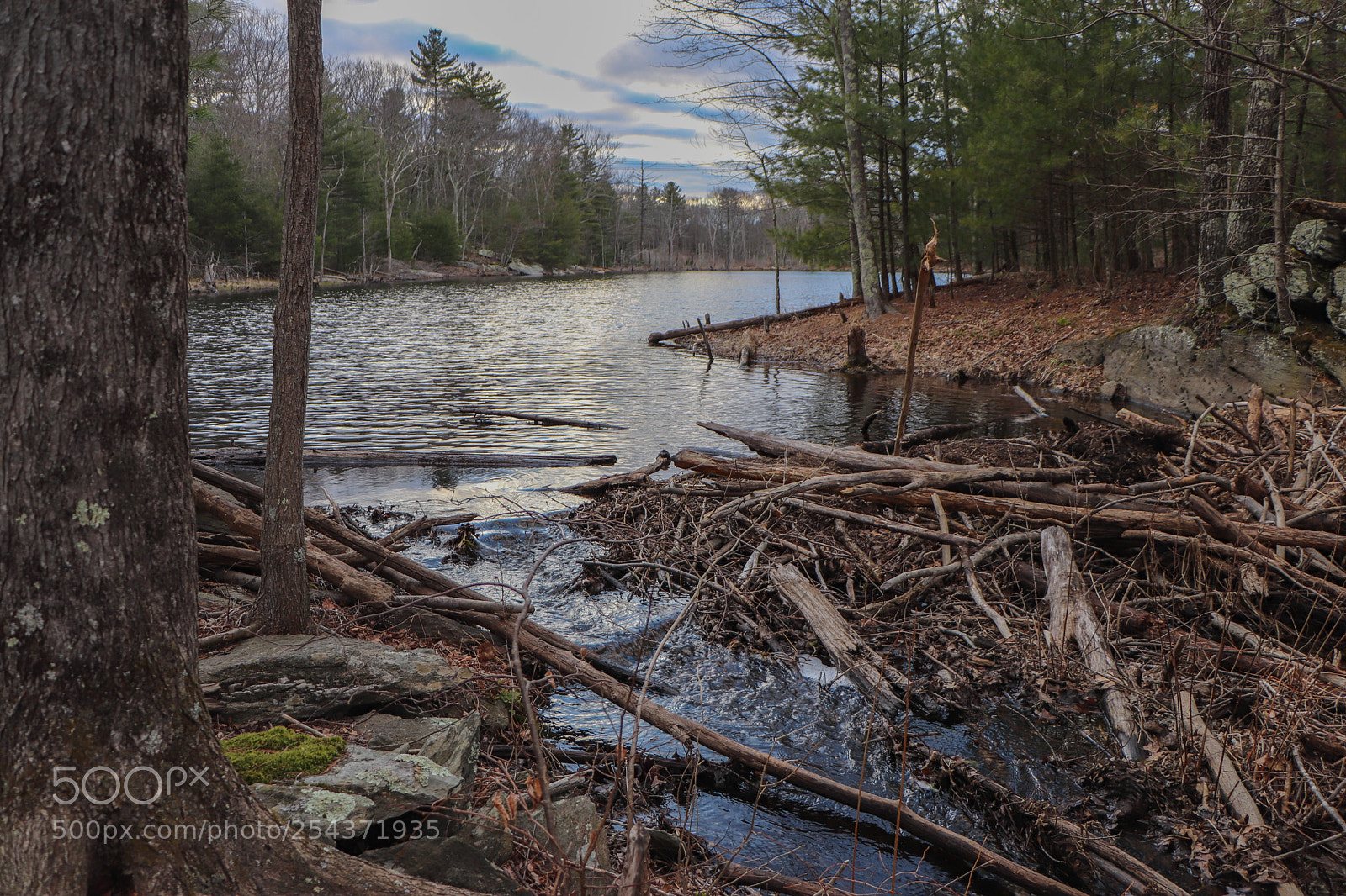 Canon EOS 800D (EOS Rebel T7i / EOS Kiss X9i) sample photo. Dam, beavers! photography