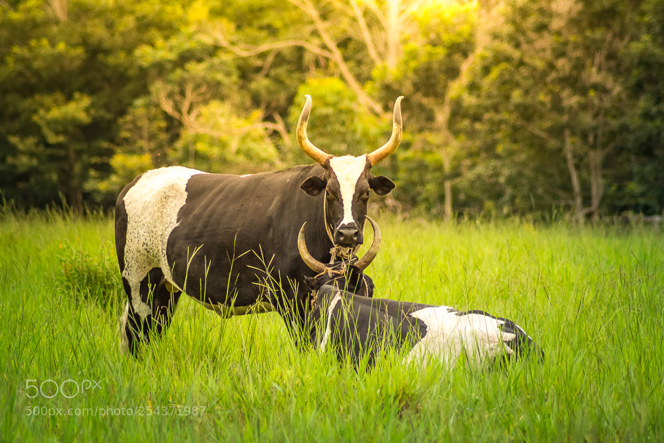 Nikon D7100 sample photo. Fazenda photography