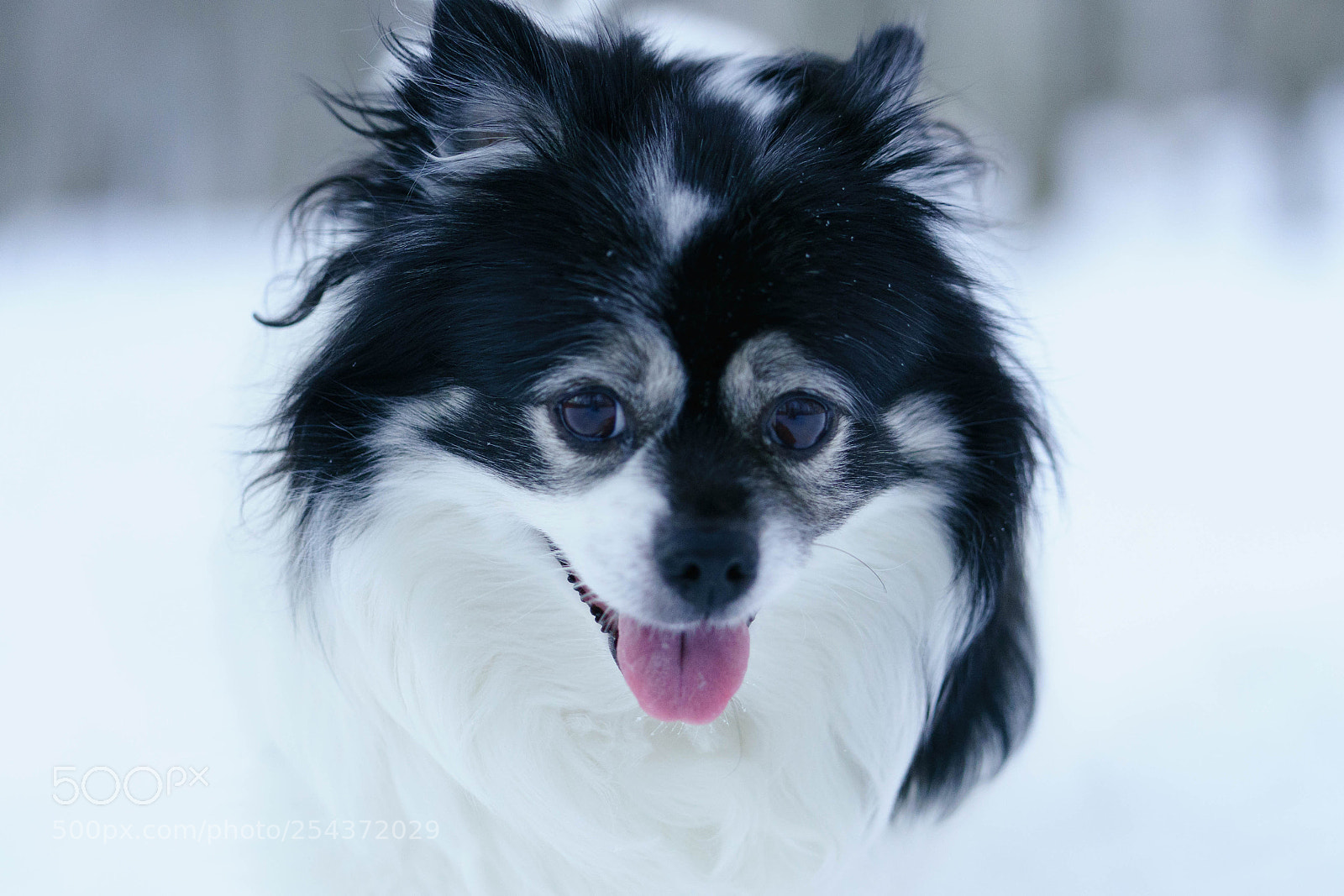 Sony a9 sample photo. The year of the photography