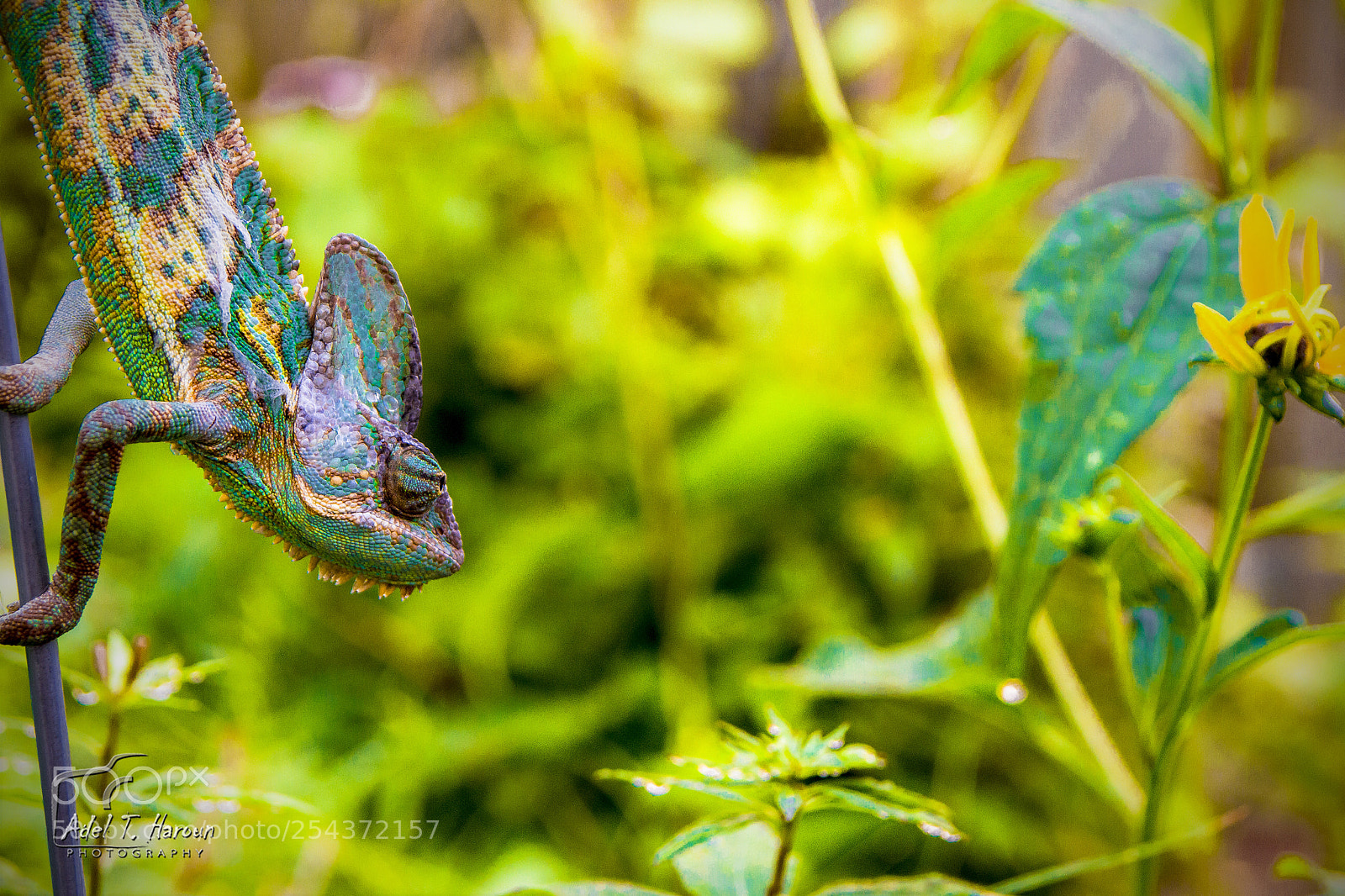 Canon EOS 7D sample photo. Kimo photography