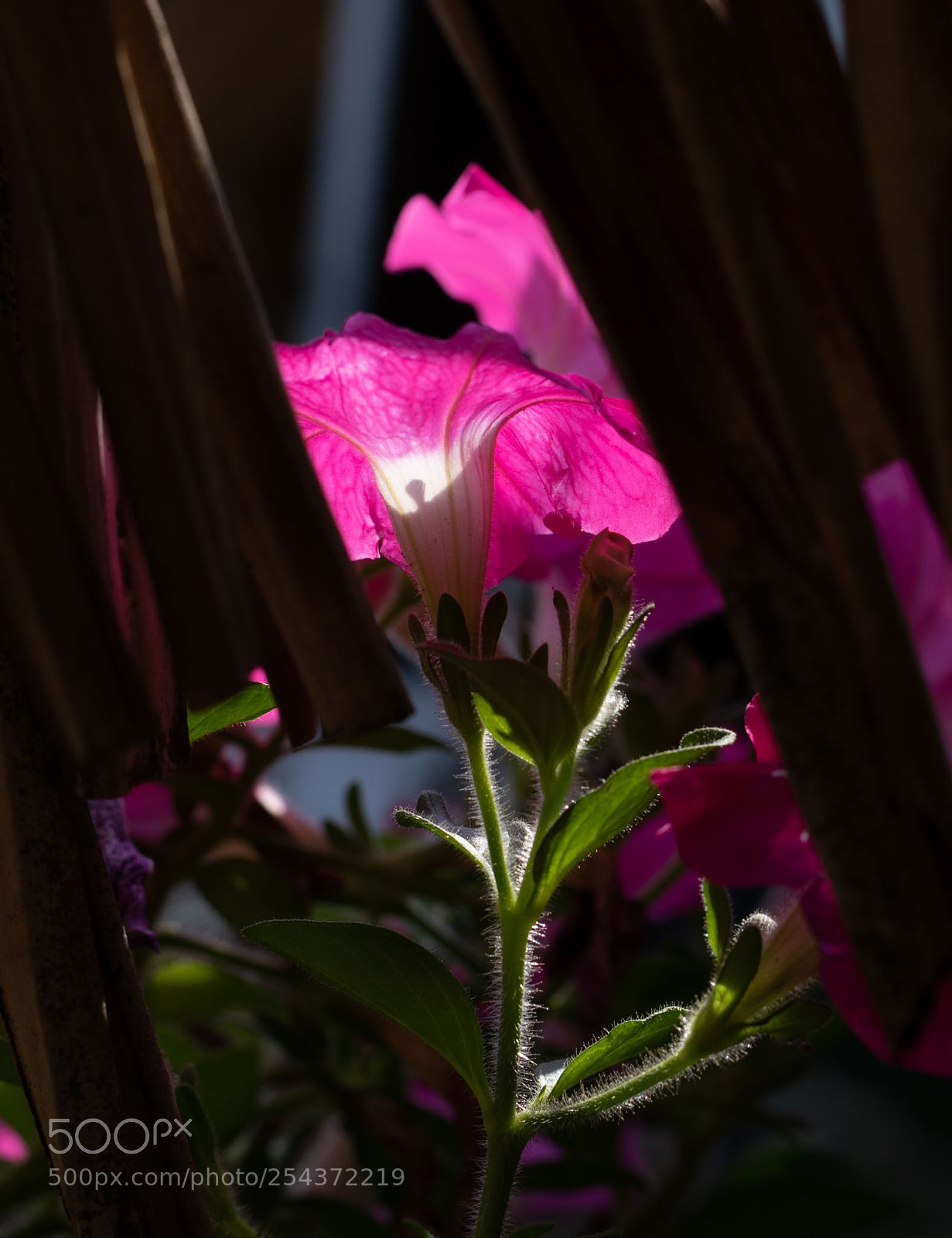 Canon EOS 7D Mark II sample photo. Bask photography