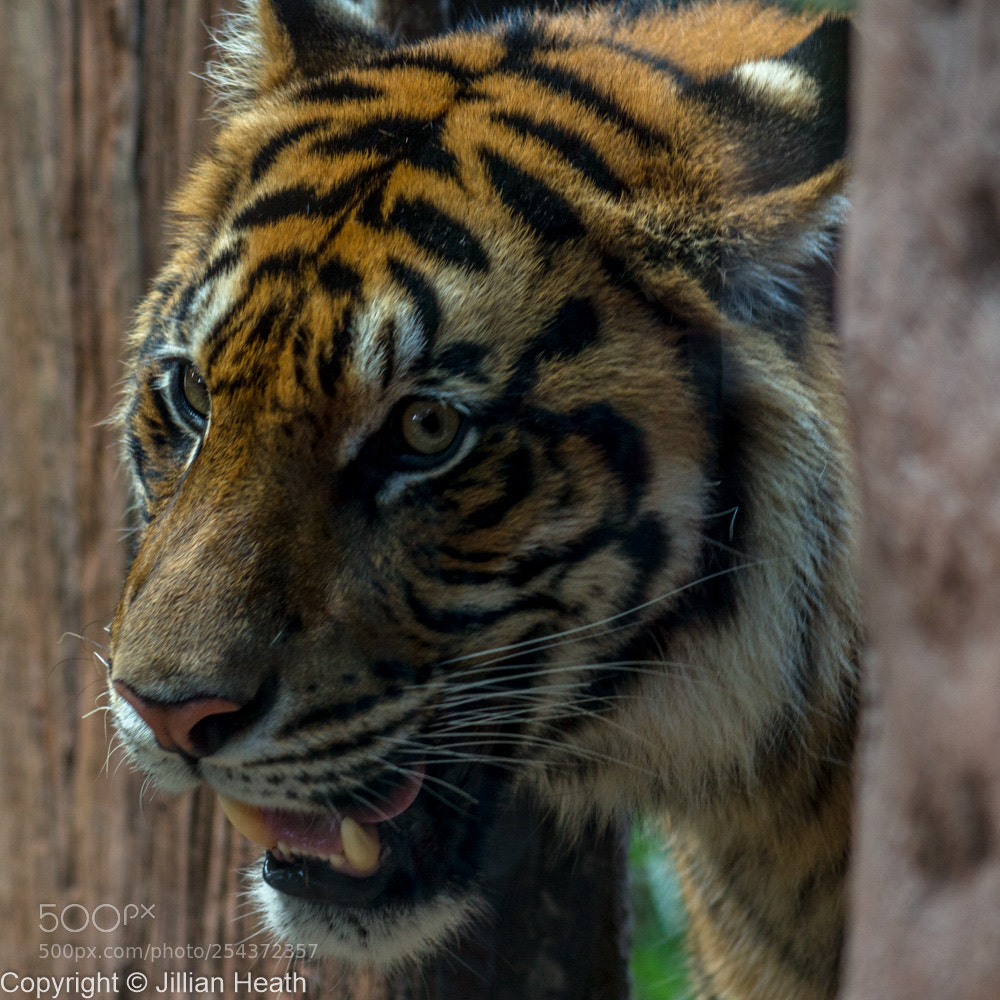 Canon EOS 700D (EOS Rebel T5i / EOS Kiss X7i) sample photo. Tiger photography