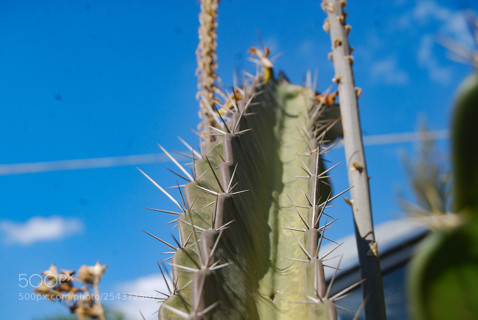 Nikon D40X sample photo. Line photography