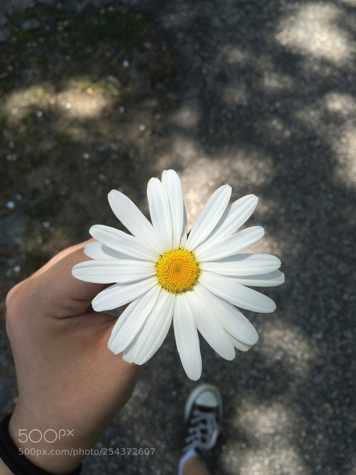 Apple iPhone 5s sample photo. Untitled photography