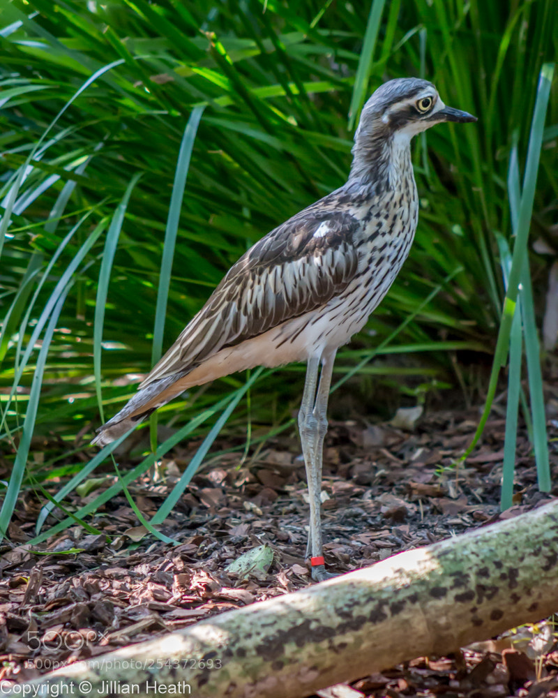 Canon EOS 700D (EOS Rebel T5i / EOS Kiss X7i) sample photo. Bush stone-curlew photography