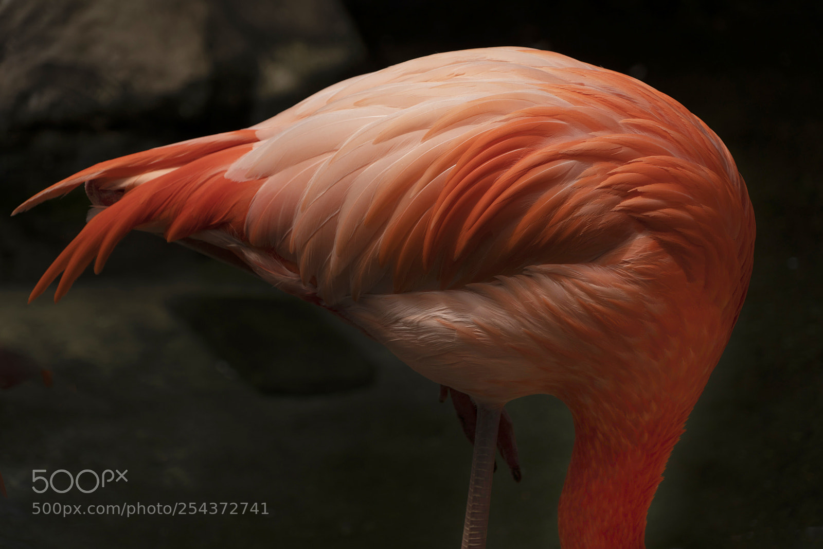 Sony a7R III sample photo. Flamingo feathers photography