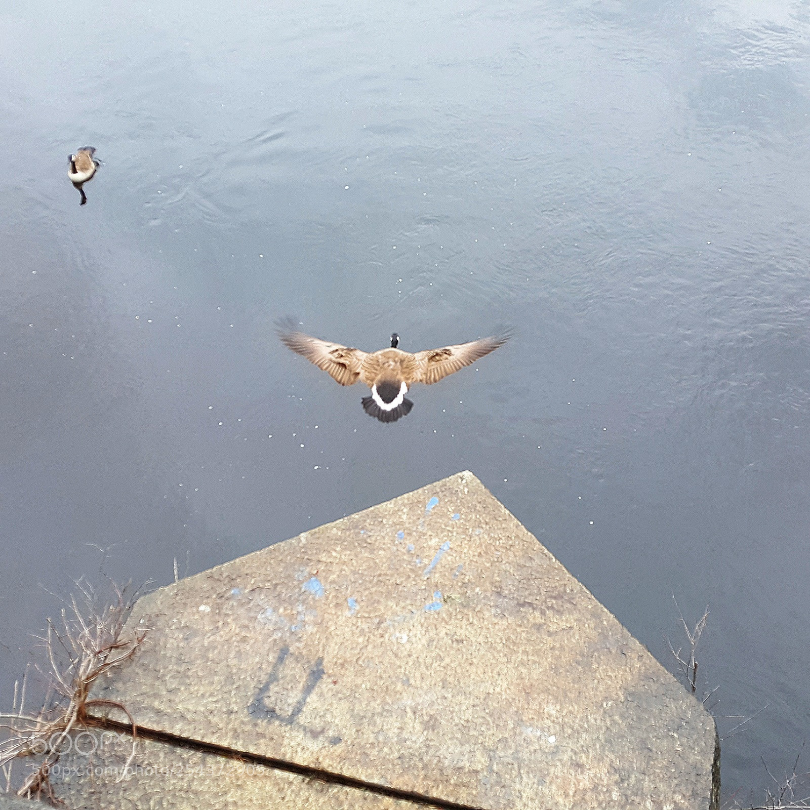 Samsung Galaxy S6 sample photo. Flying into the water photography