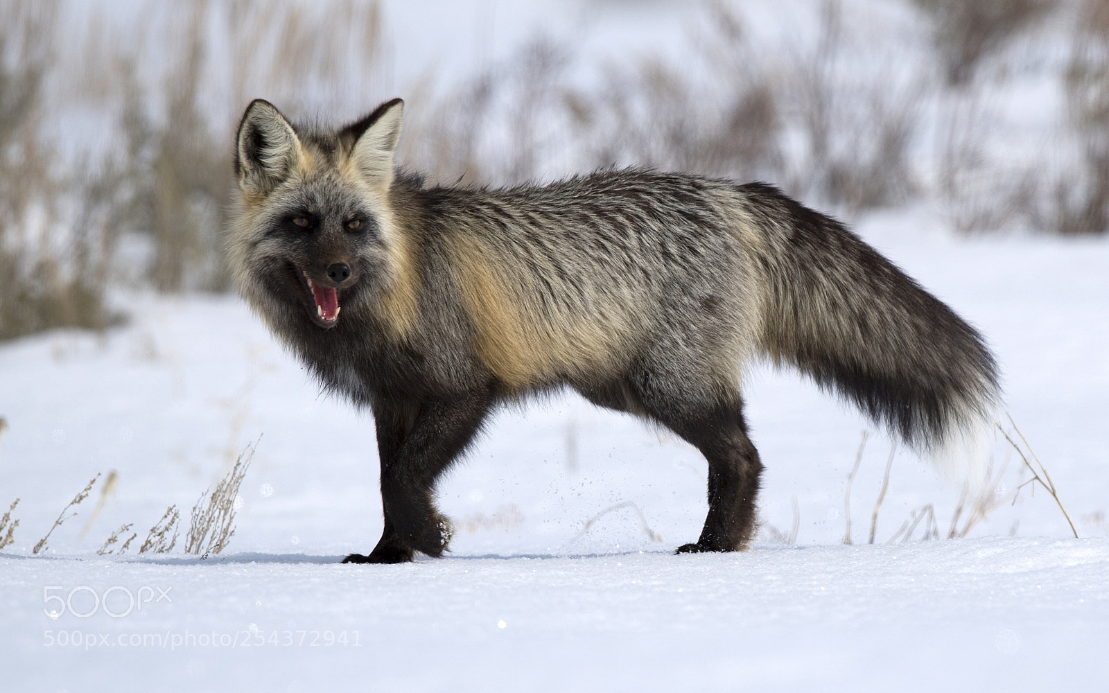 Nikon D5 sample photo. Cross fox in the photography