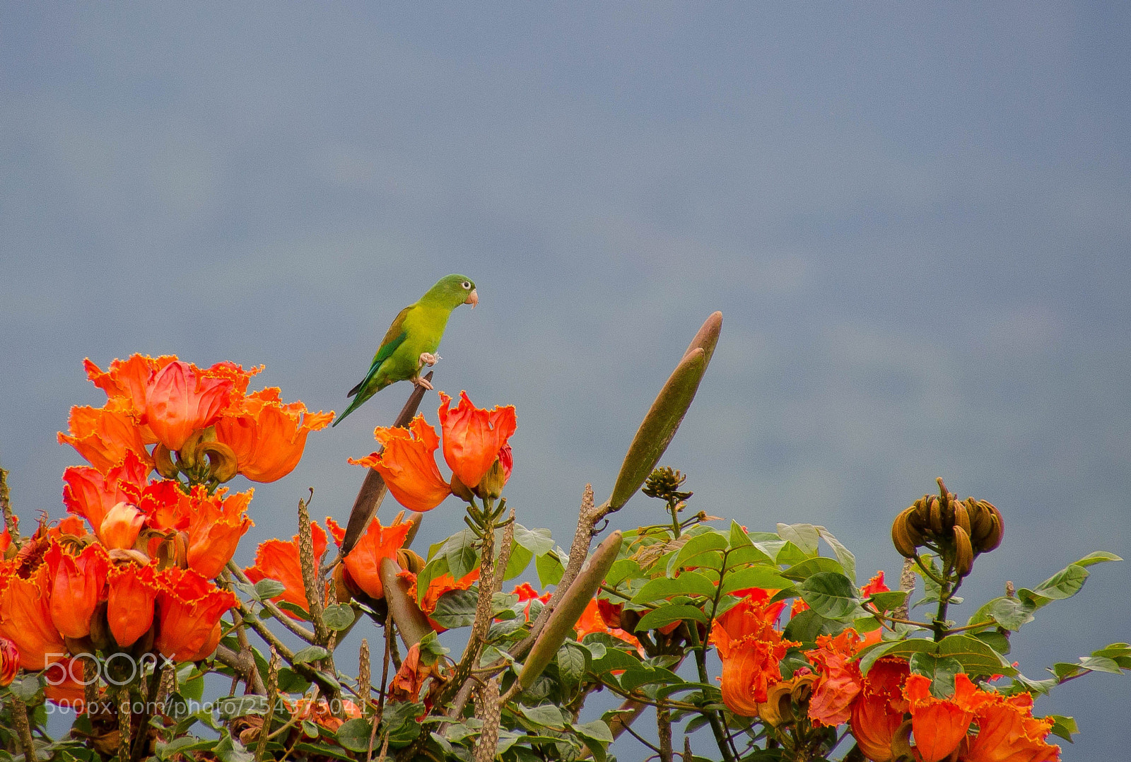 Nikon D5100 sample photo. Perico ligero, colombia photography