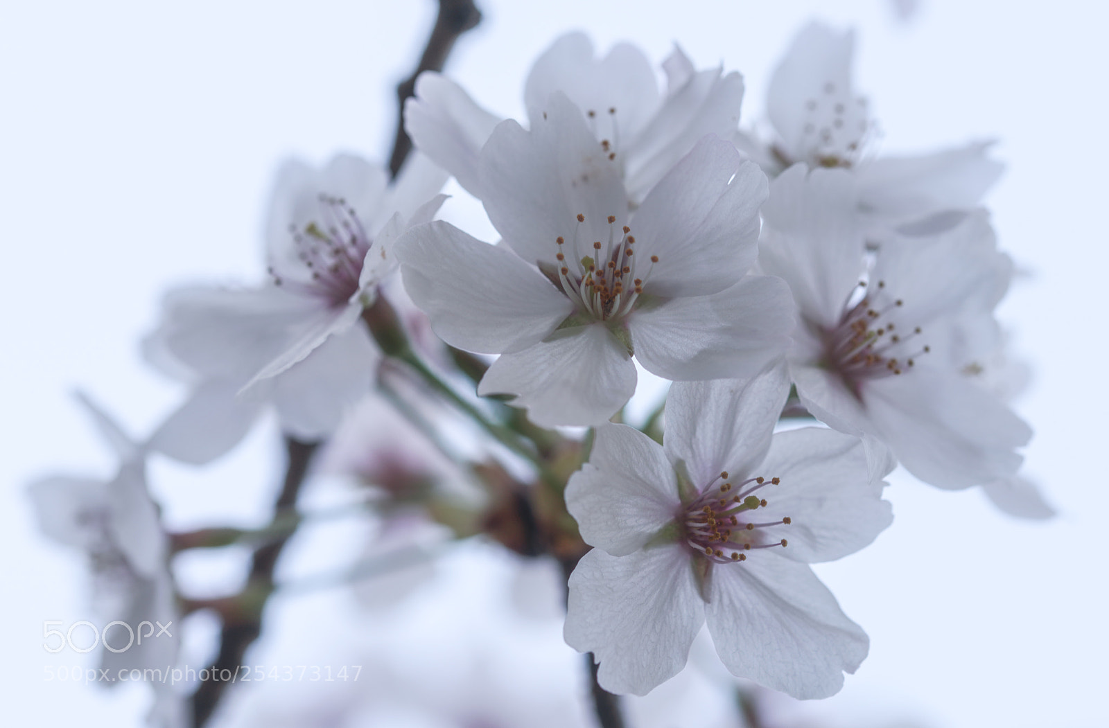 Sony a7R III sample photo. White skies photography
