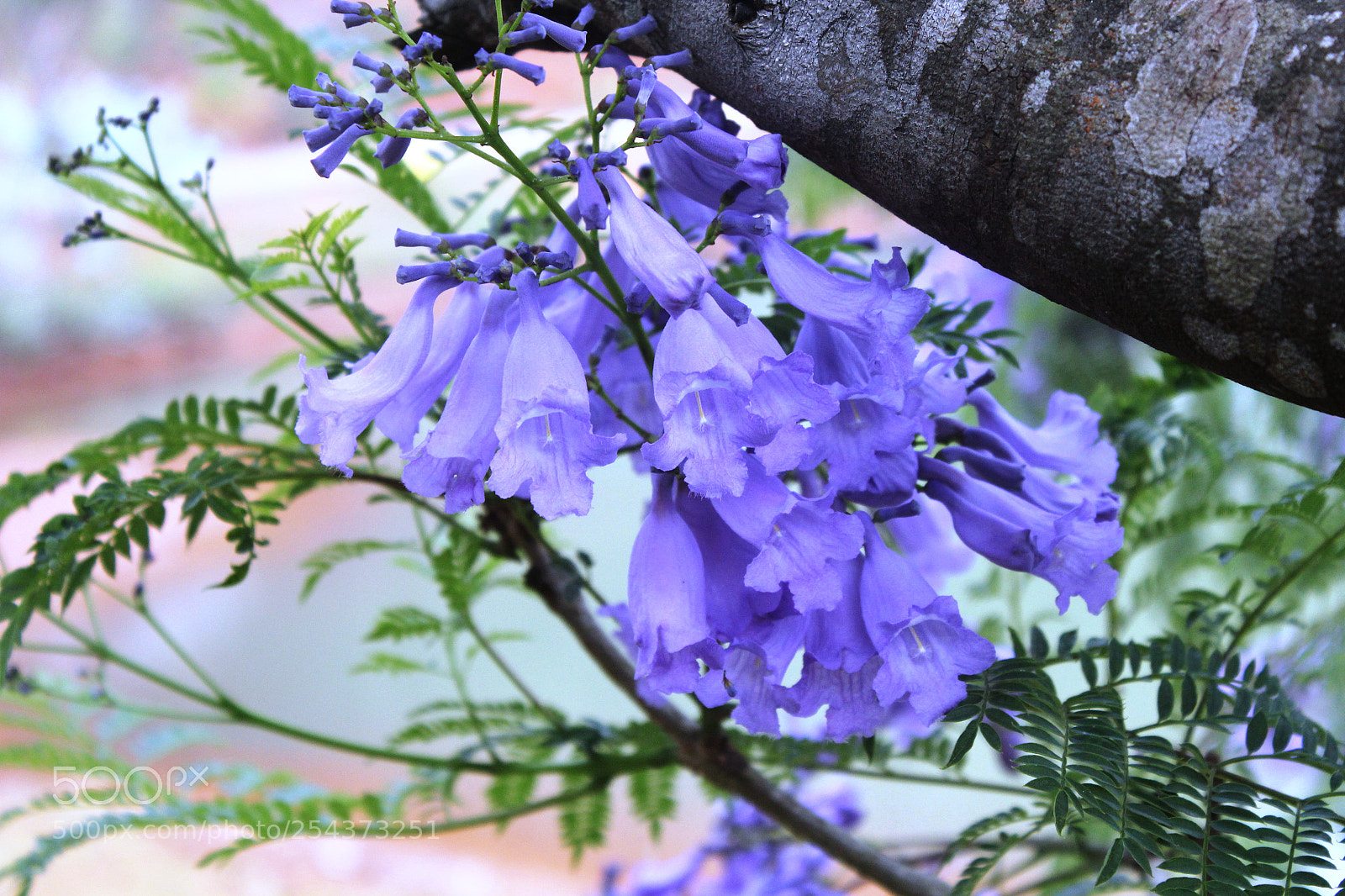 Canon EOS 550D (EOS Rebel T2i / EOS Kiss X4) sample photo. Jacaranda mimosifolia photography