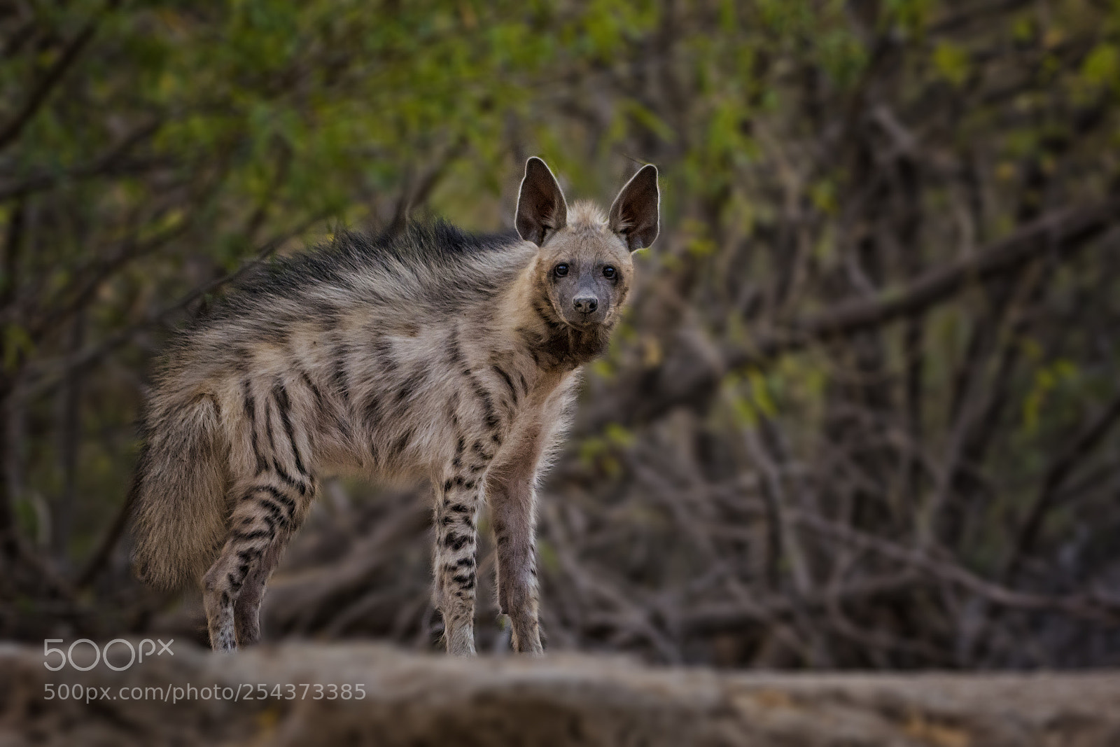 Nikon D7100 sample photo. Striped hyena  photography