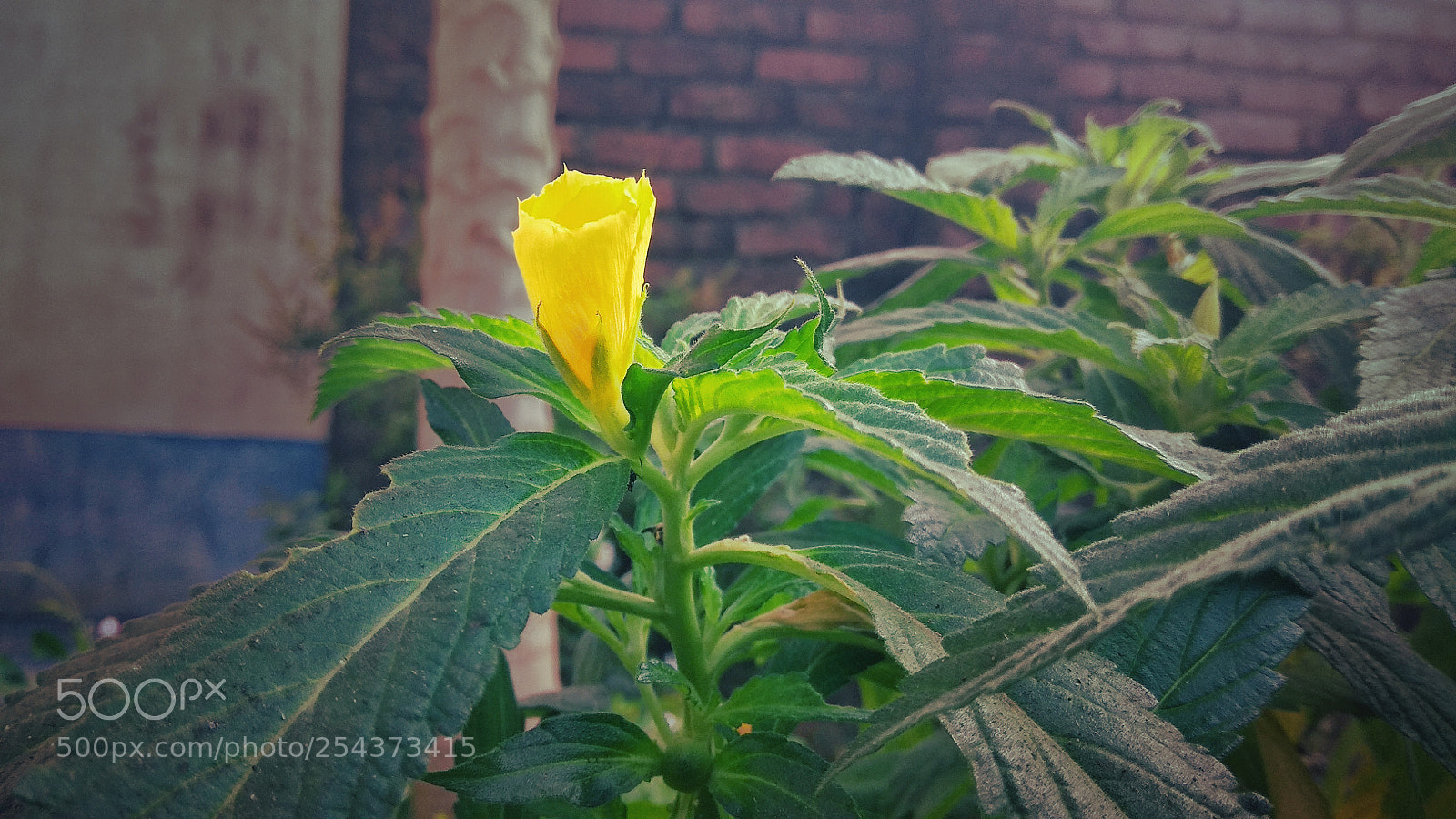 Xiaomi Redmi Note 4 sample photo. Untitled photography
