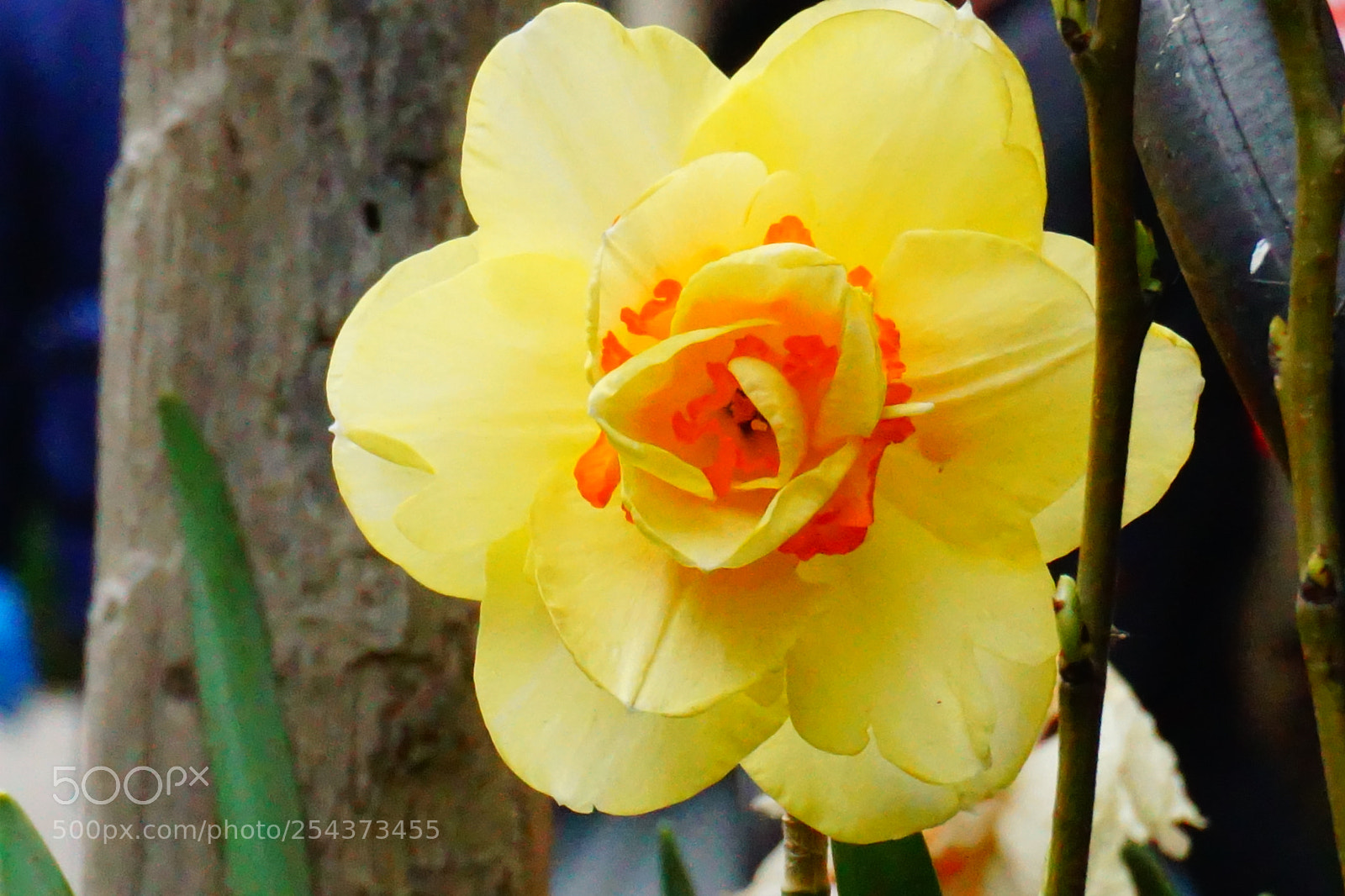 Sony a6000 sample photo. Flower photography