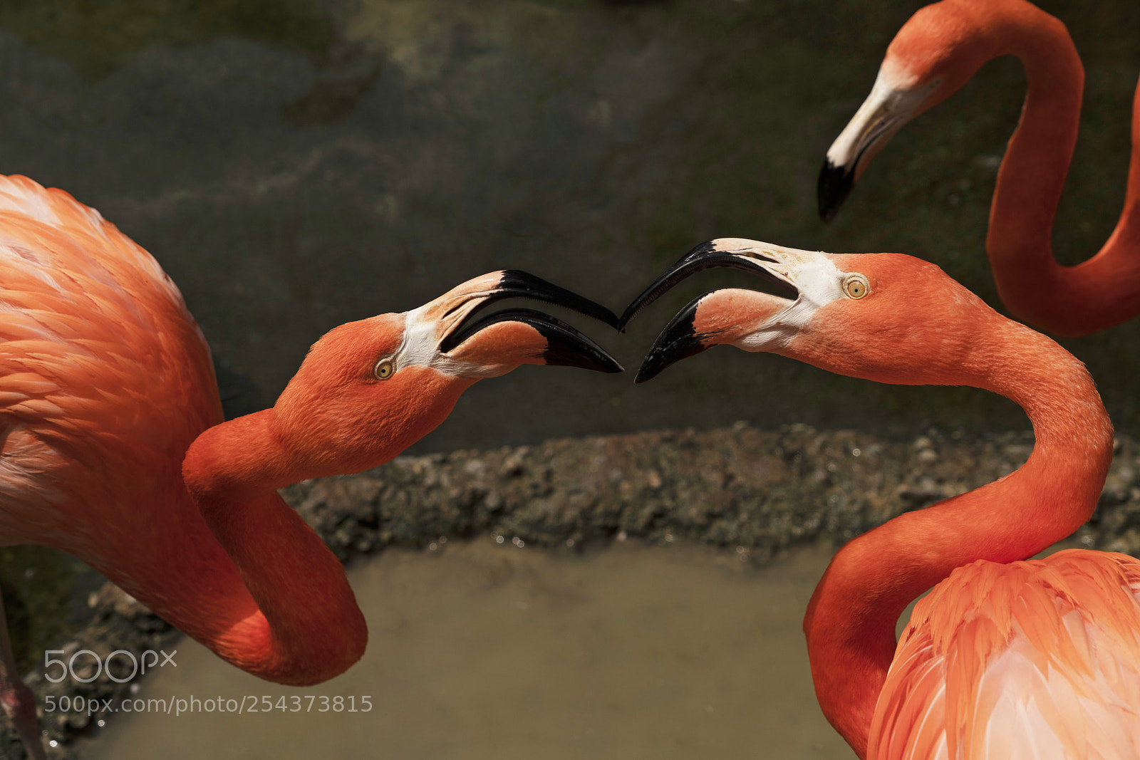 Sony a7R III sample photo. Flamingo fight photography