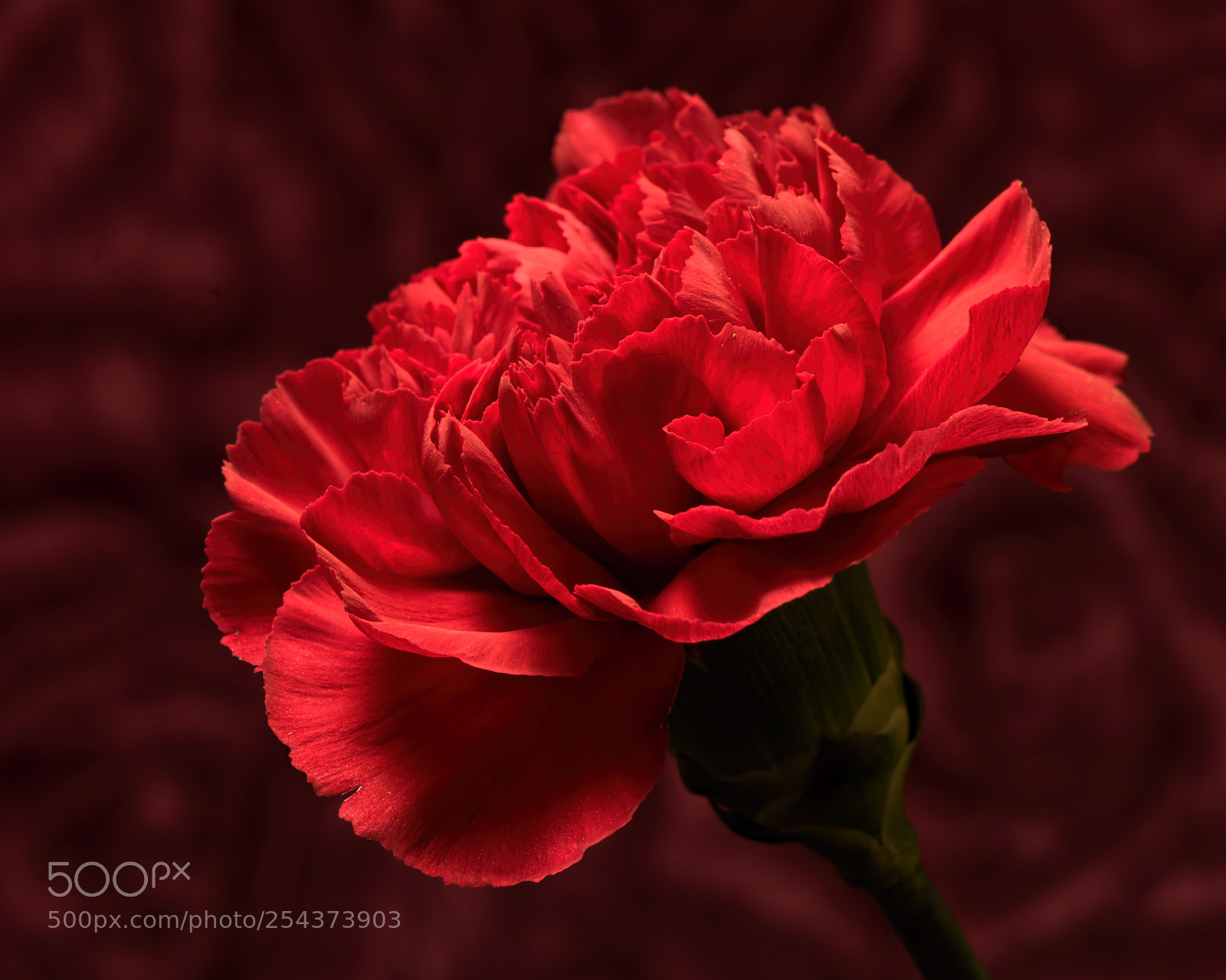 Nikon D810 sample photo. Red carnation 1107 photography