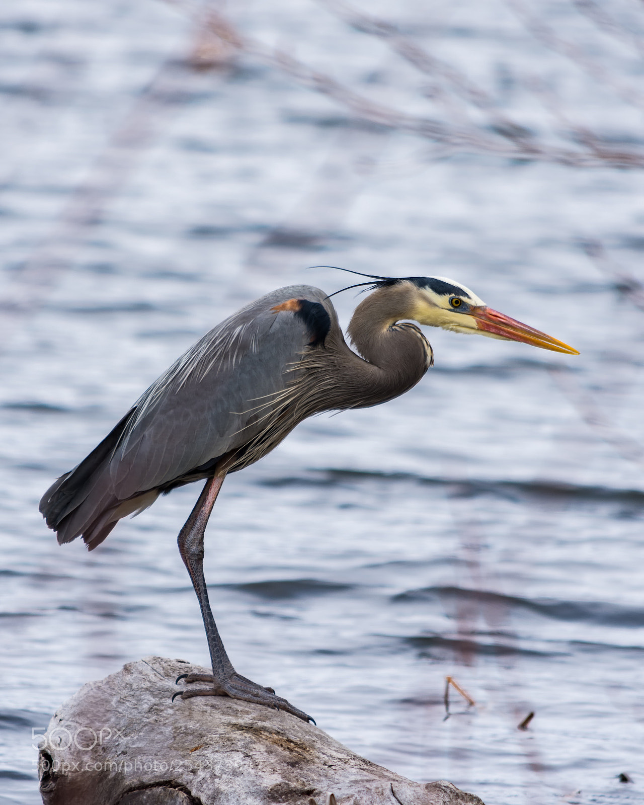 Nikon D7200 sample photo. Heron fishing photography
