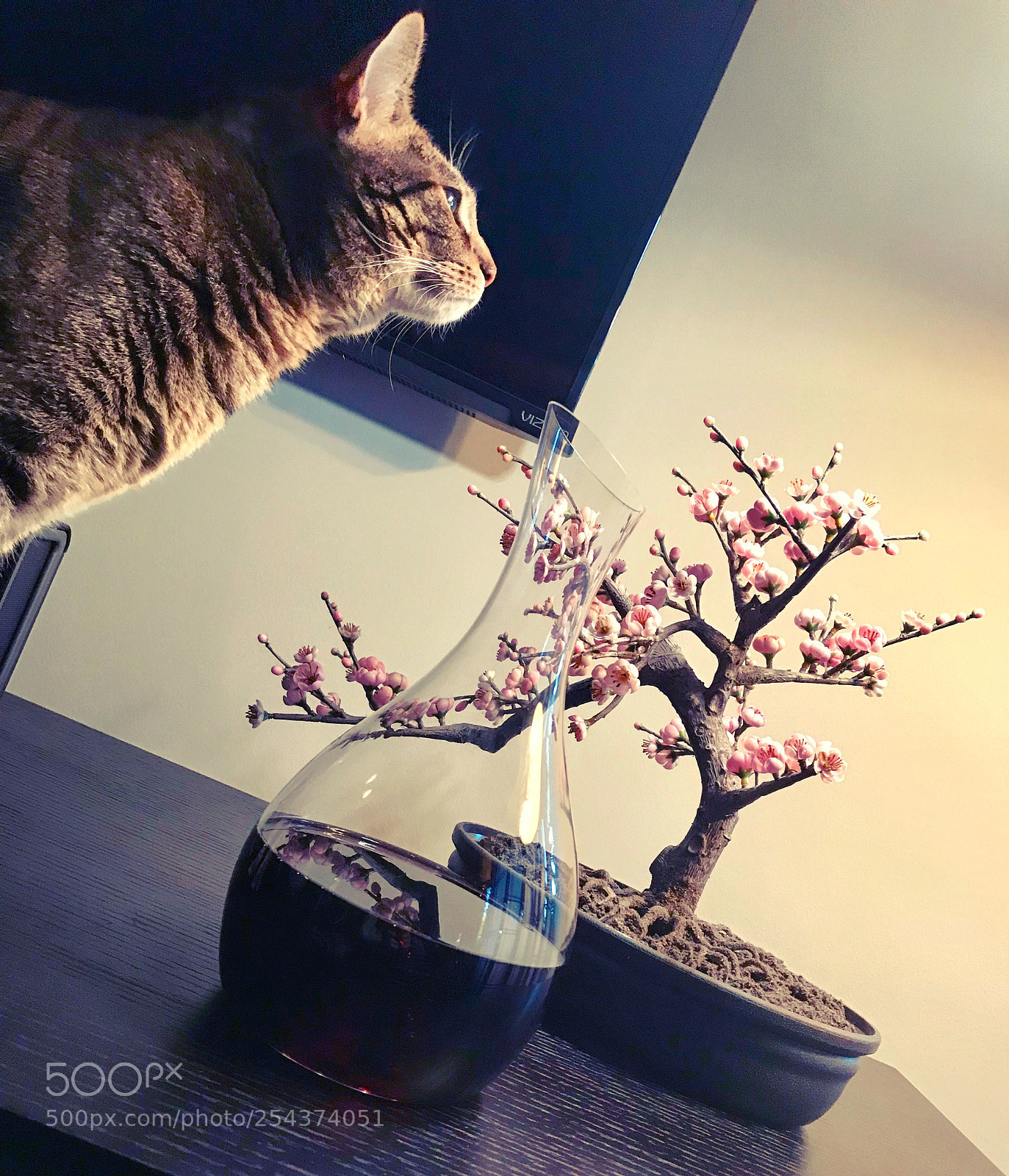 Apple iPhone 7 Plus sample photo. Untitled photography