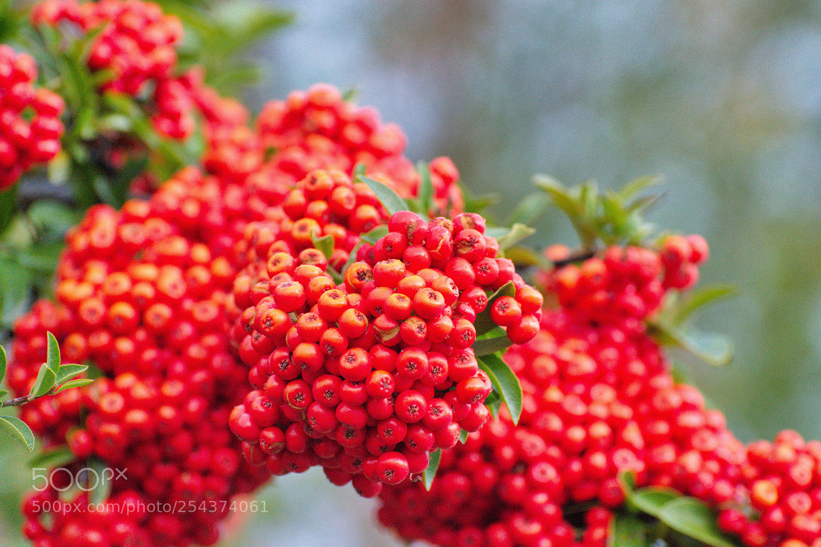 Nikon D3100 sample photo. Buffaloberry /bullberry photography