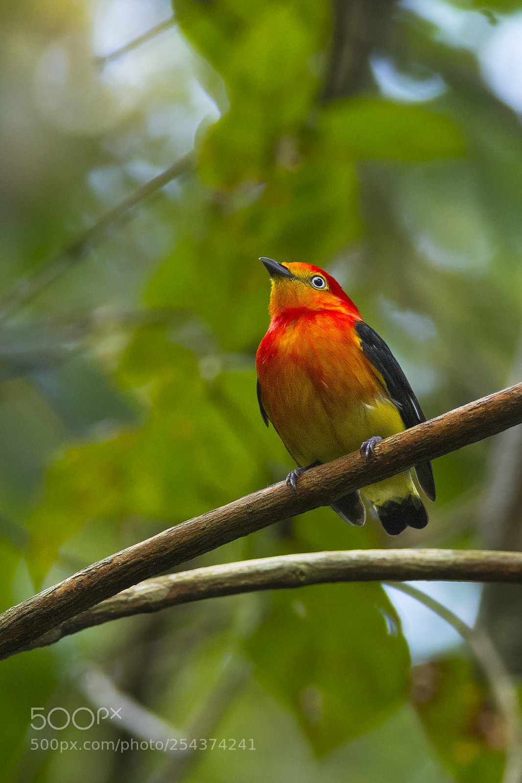 Nikon D7200 sample photo. Band-tailed manakin photography