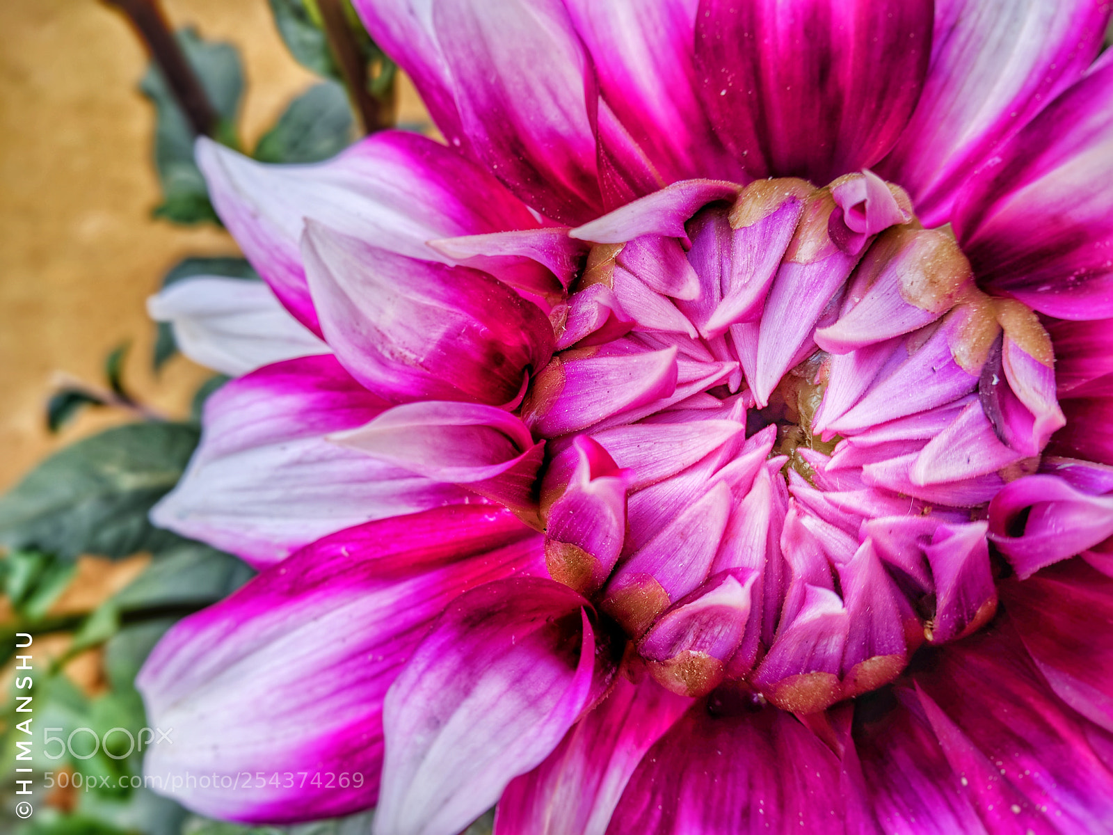 Xiaomi Mi A1 sample photo. Pink love photography