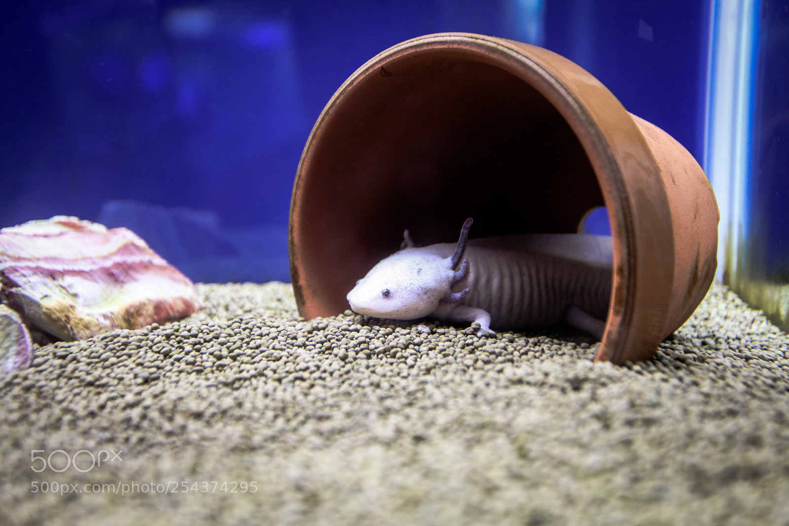 Canon EOS 5D Mark II sample photo. A cute baby underwater photography