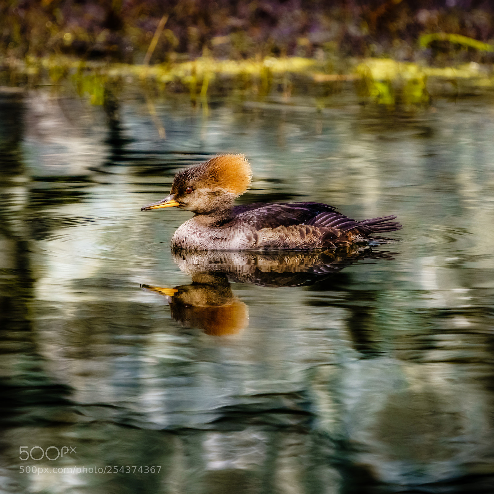 Sony a7R III sample photo. Female merganser photography