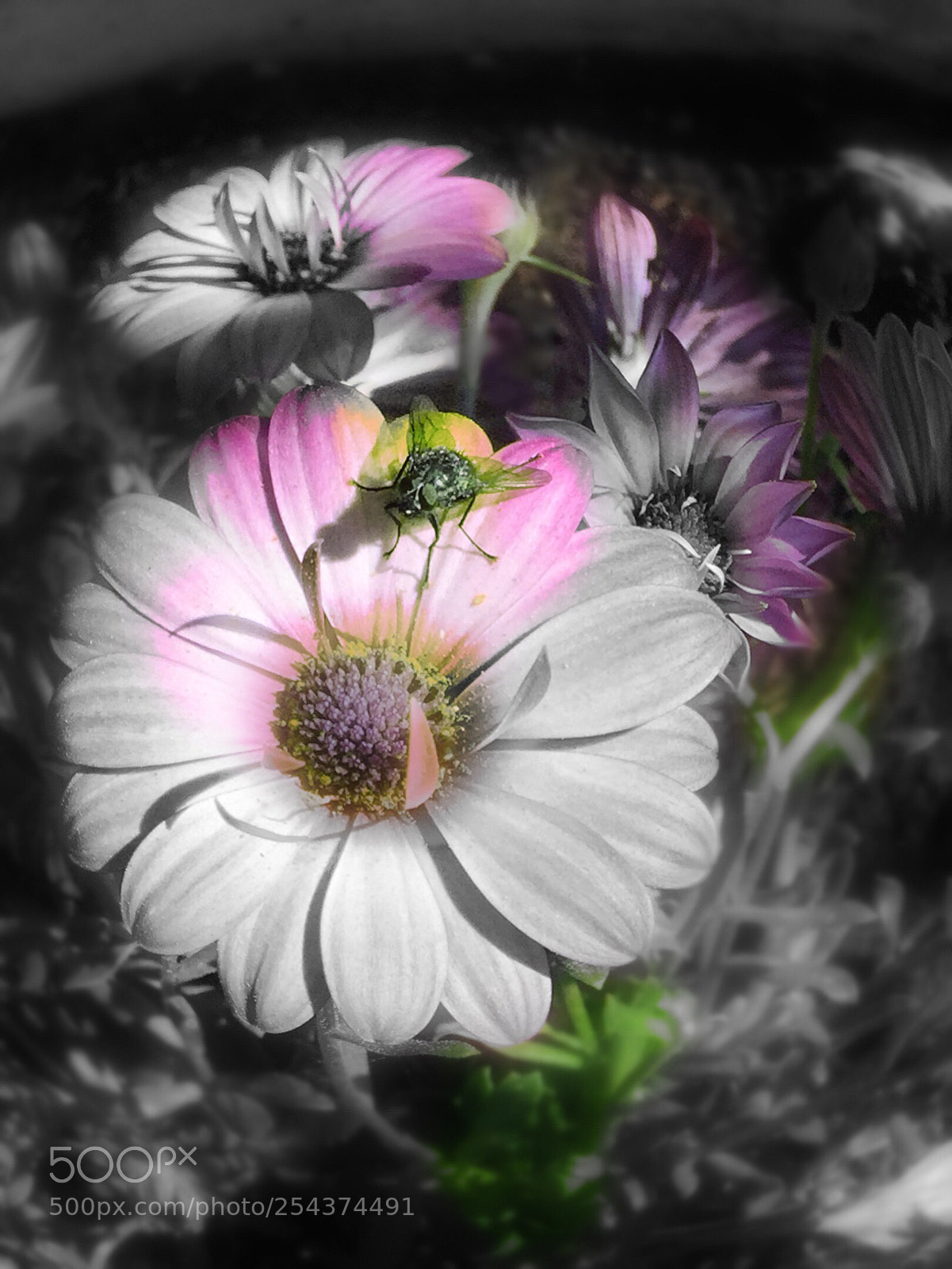 Apple iPhone 6 sample photo. Flier on a wild photography