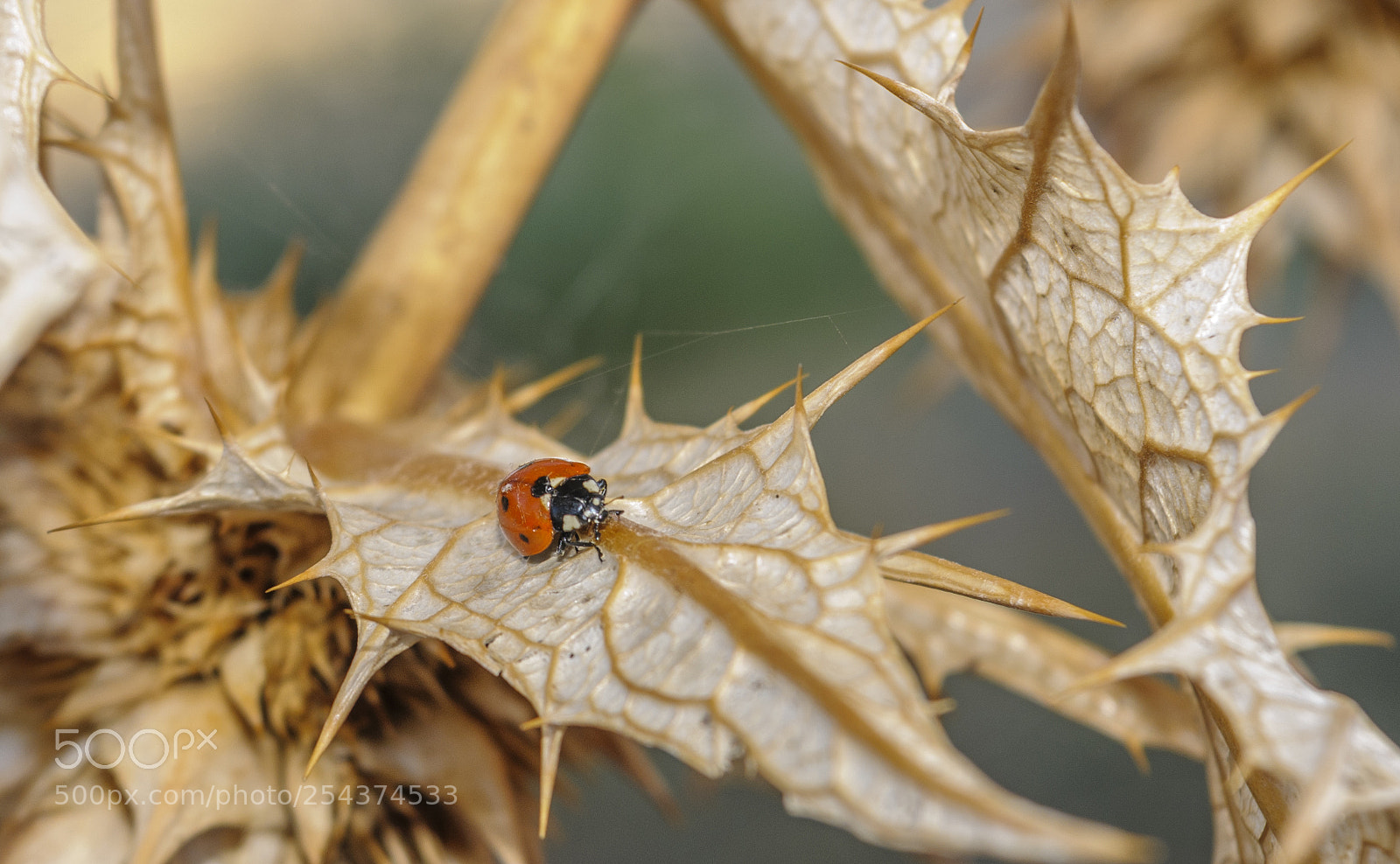 Nikon D300 sample photo. Ladybug photography
