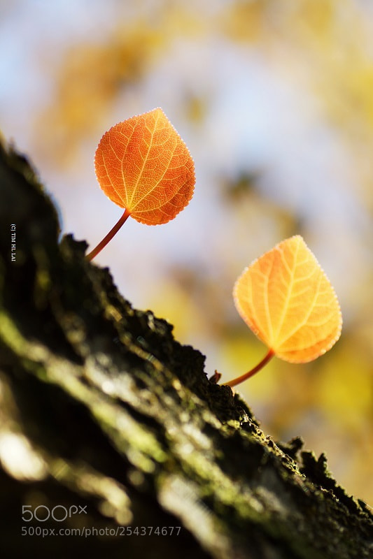 Sony SLT-A77 sample photo. New arrivals photography