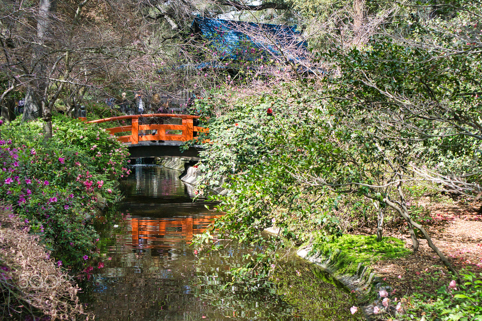 Sony E 35mm F1.8 OSS sample photo. Descanso gardens photography