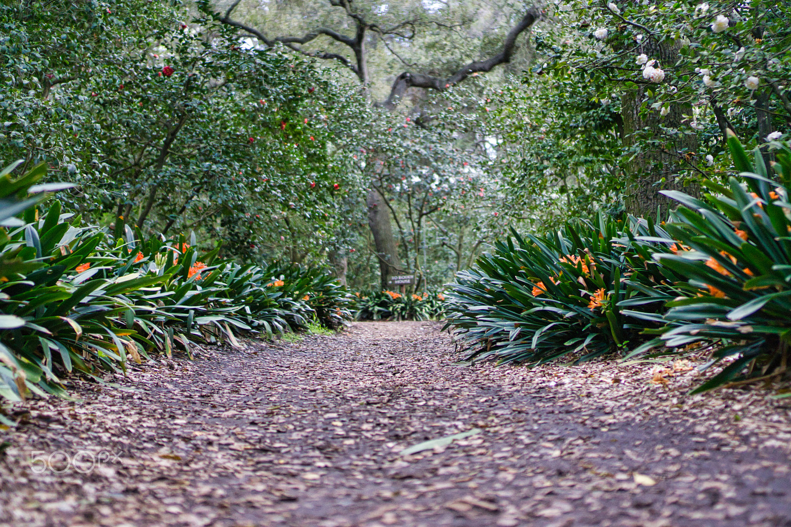 Sony E 35mm F1.8 OSS sample photo. Descanso gardens photography