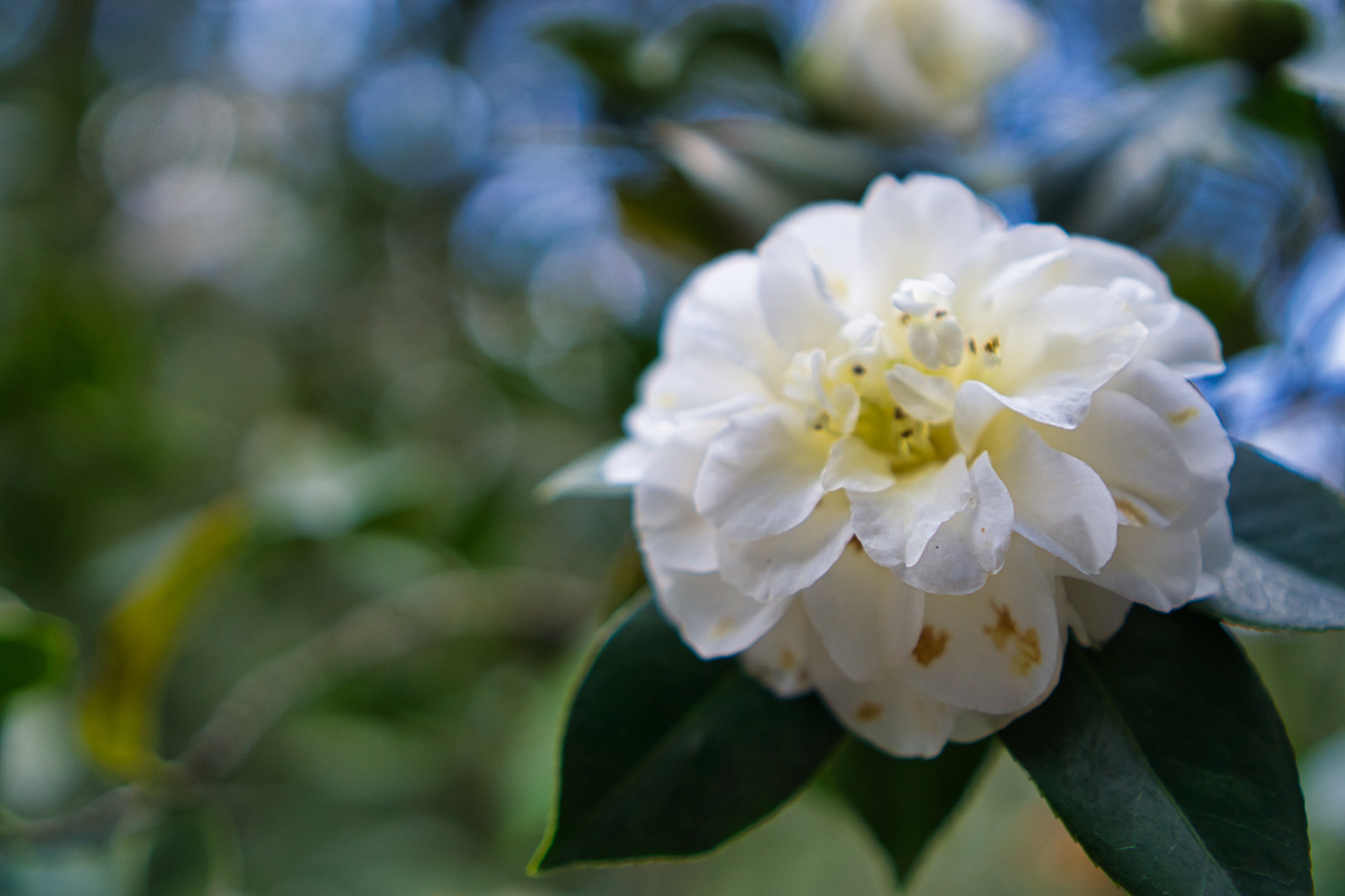 Sony a6000 + Sony E 35mm F1.8 OSS sample photo. Dsc photography