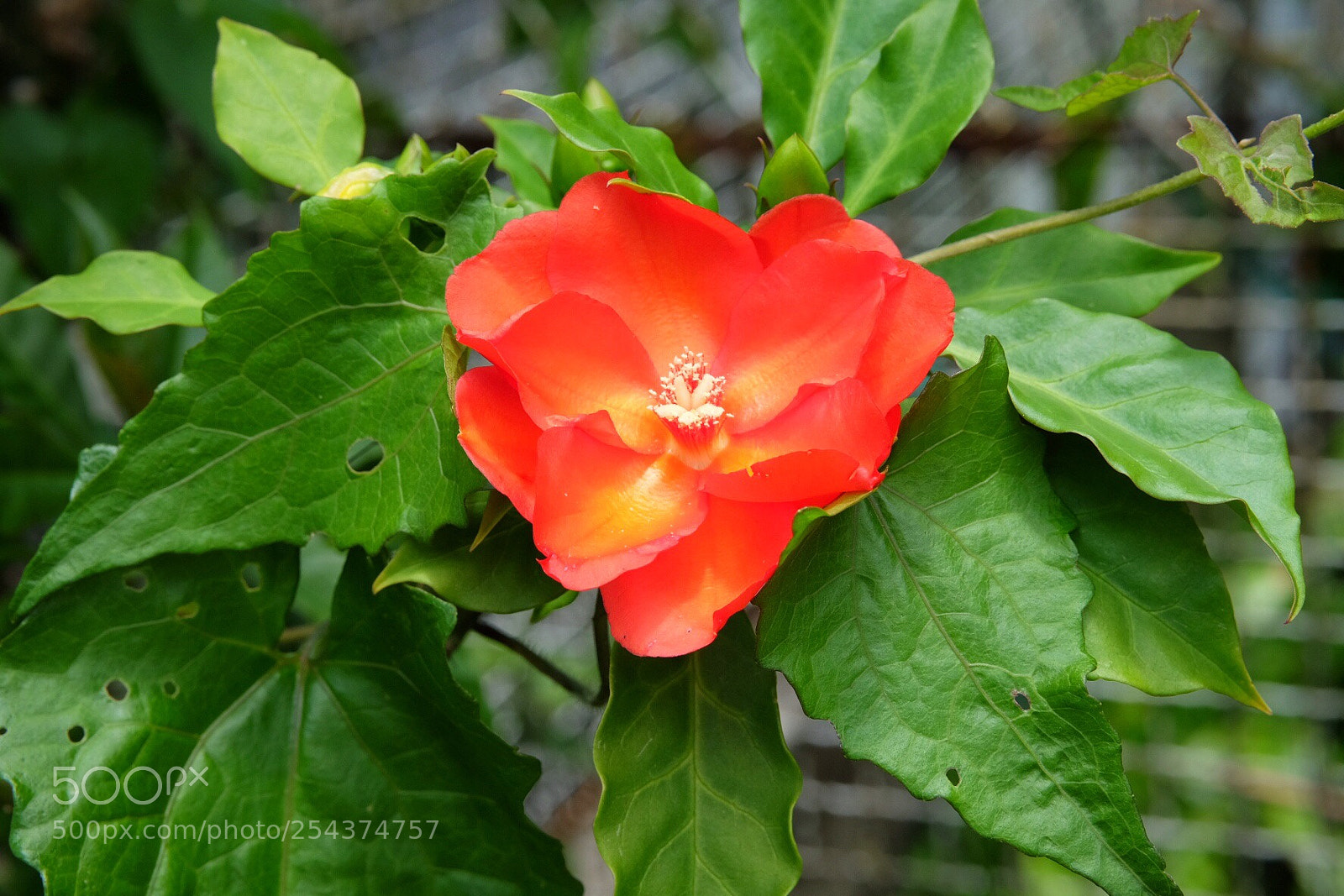 Fujifilm X-T10 sample photo. Rouge  photography