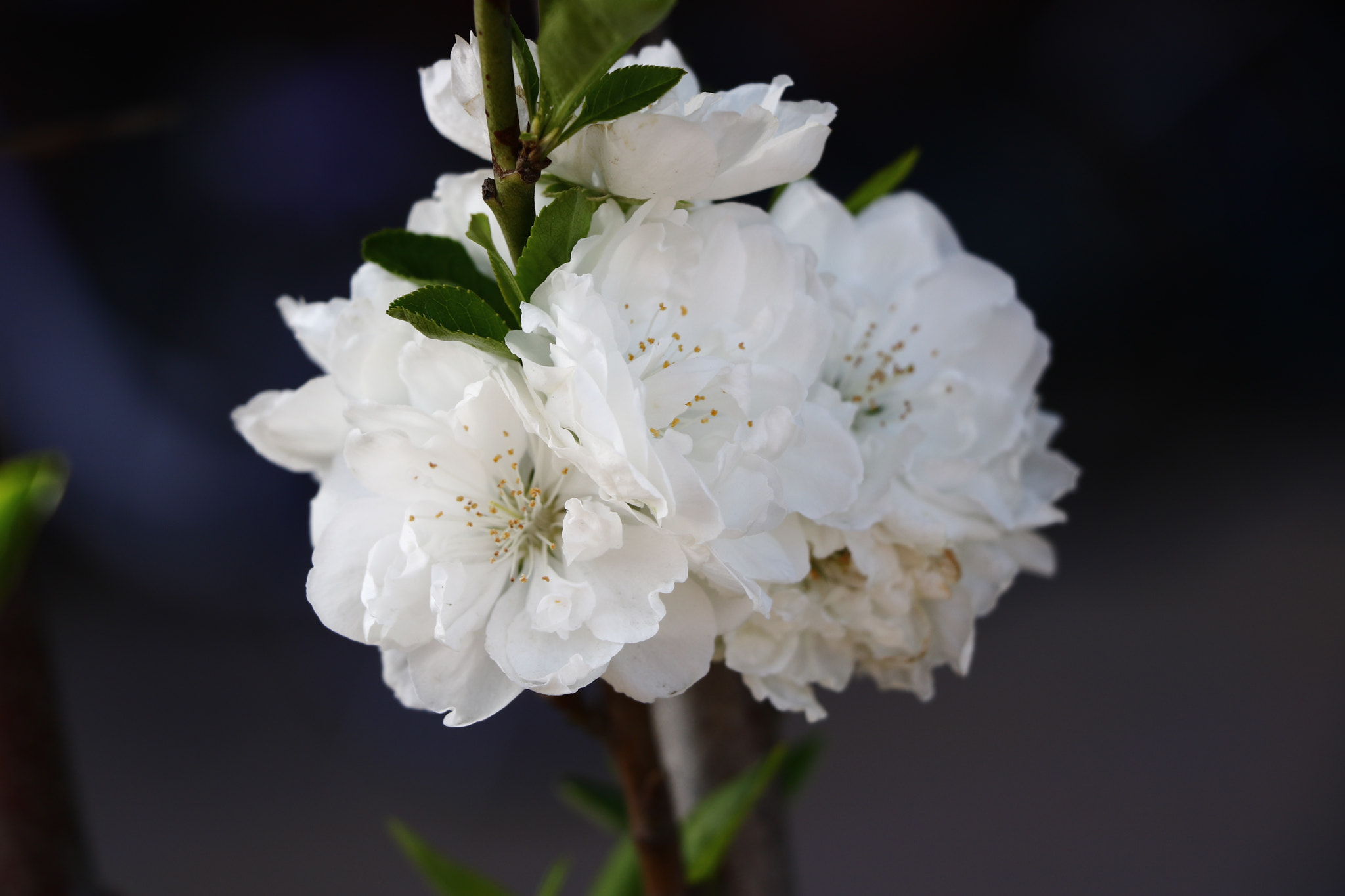 Canon EOS 750D (EOS Rebel T6i / EOS Kiss X8i) sample photo. 北洋花落知多少 photography