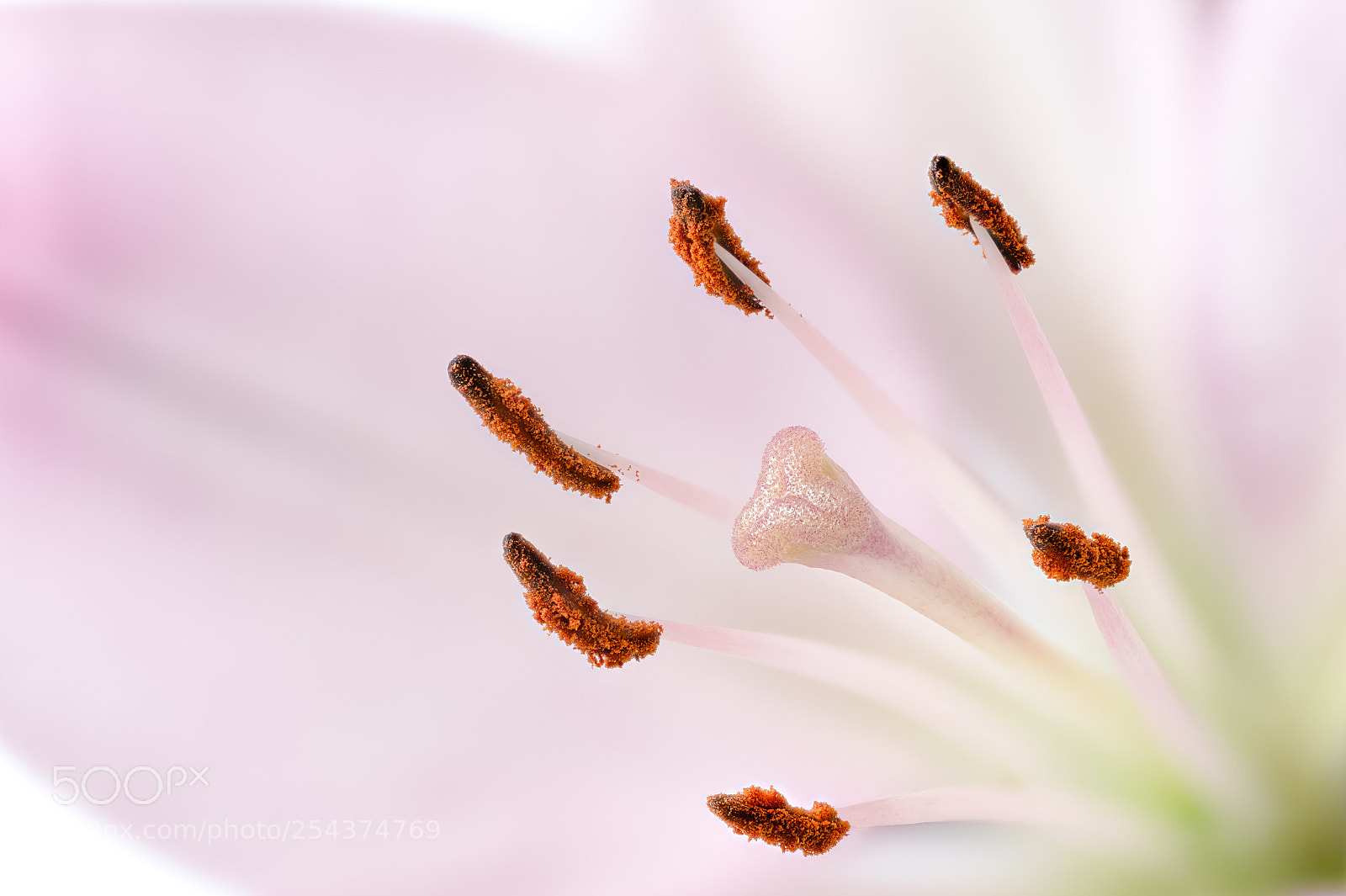 Nikon D4S sample photo. Lily photography