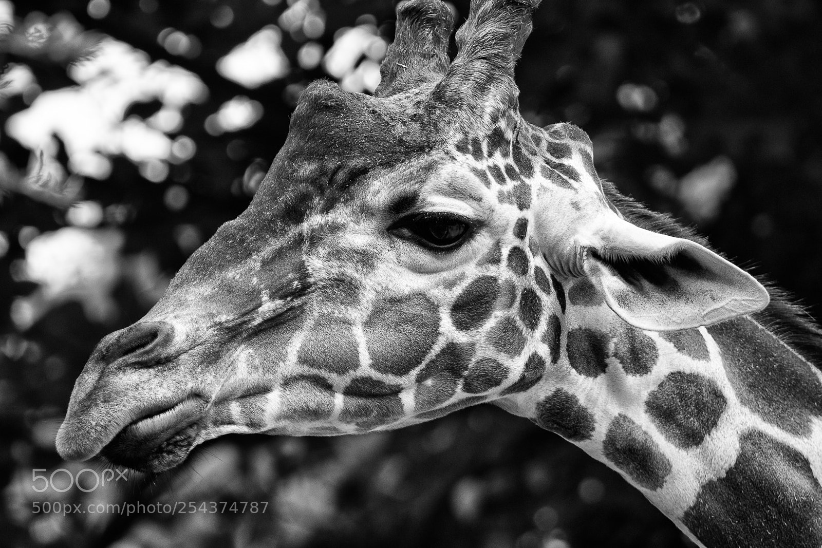 Sony a6000 sample photo. Giraffe photography