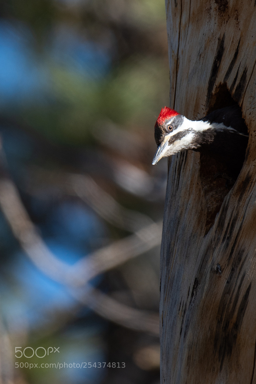 Nikon D810 sample photo. Woody! photography